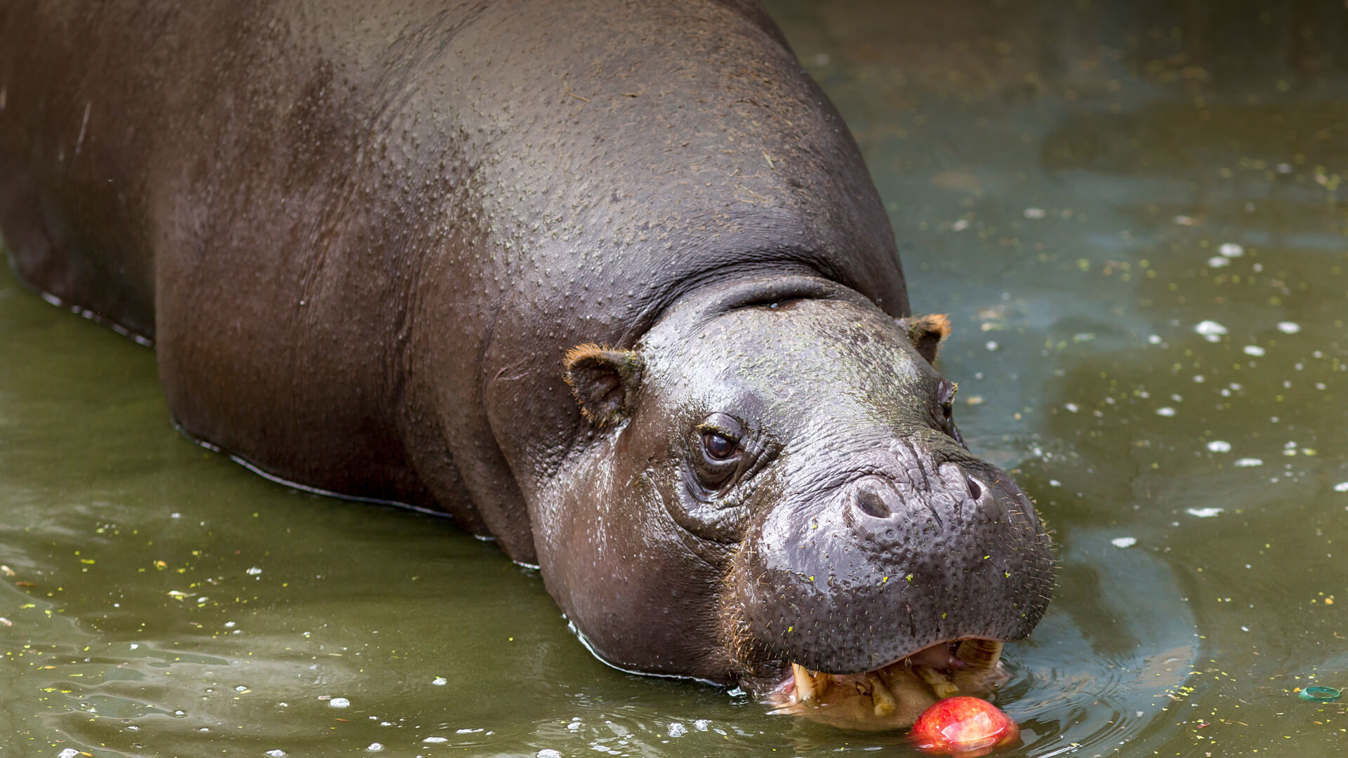 1920x1080 Pygmy hippo enjoys an apple