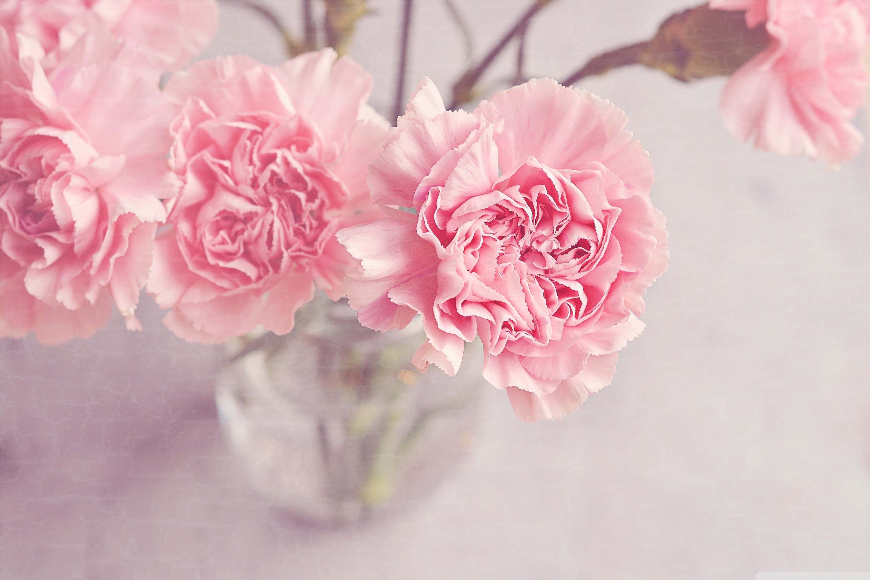 3000x2000 Light Pink Carnations Flowers in a Vase HD Wide Wallpaper for Widescreen