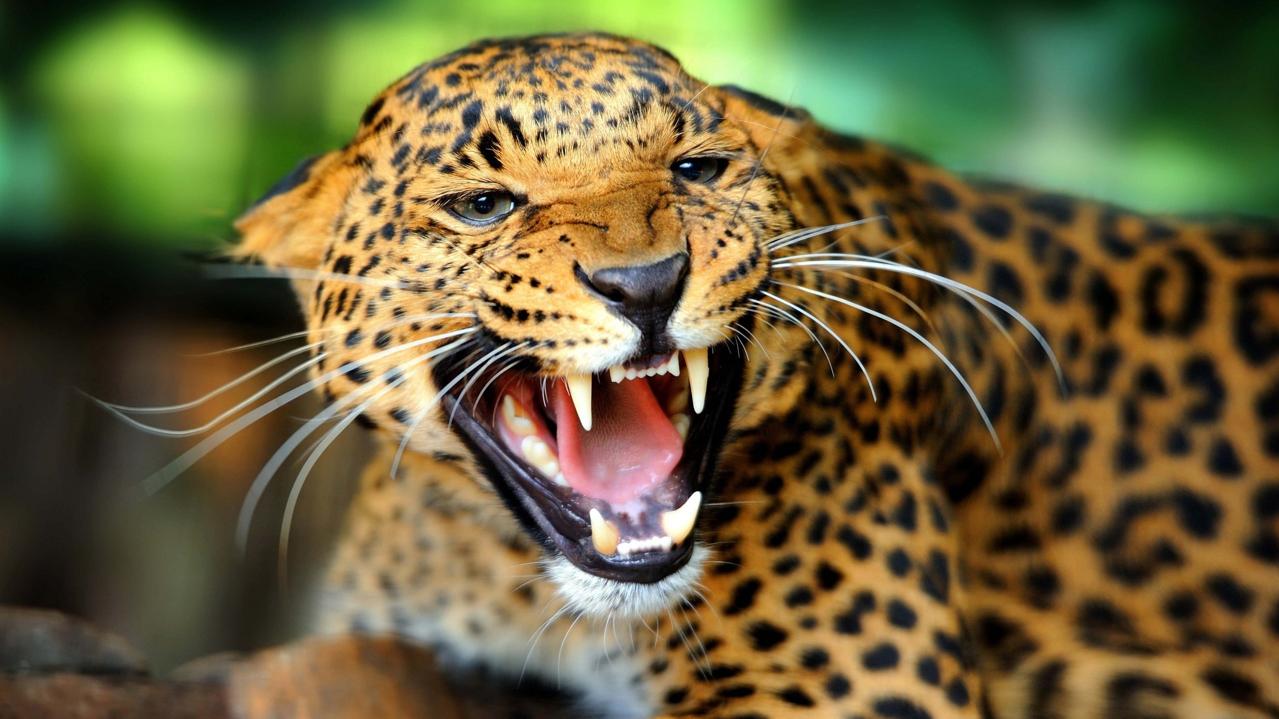 2560x1440 Preview wallpaper cheetah, teeth, predator, look, big cat 