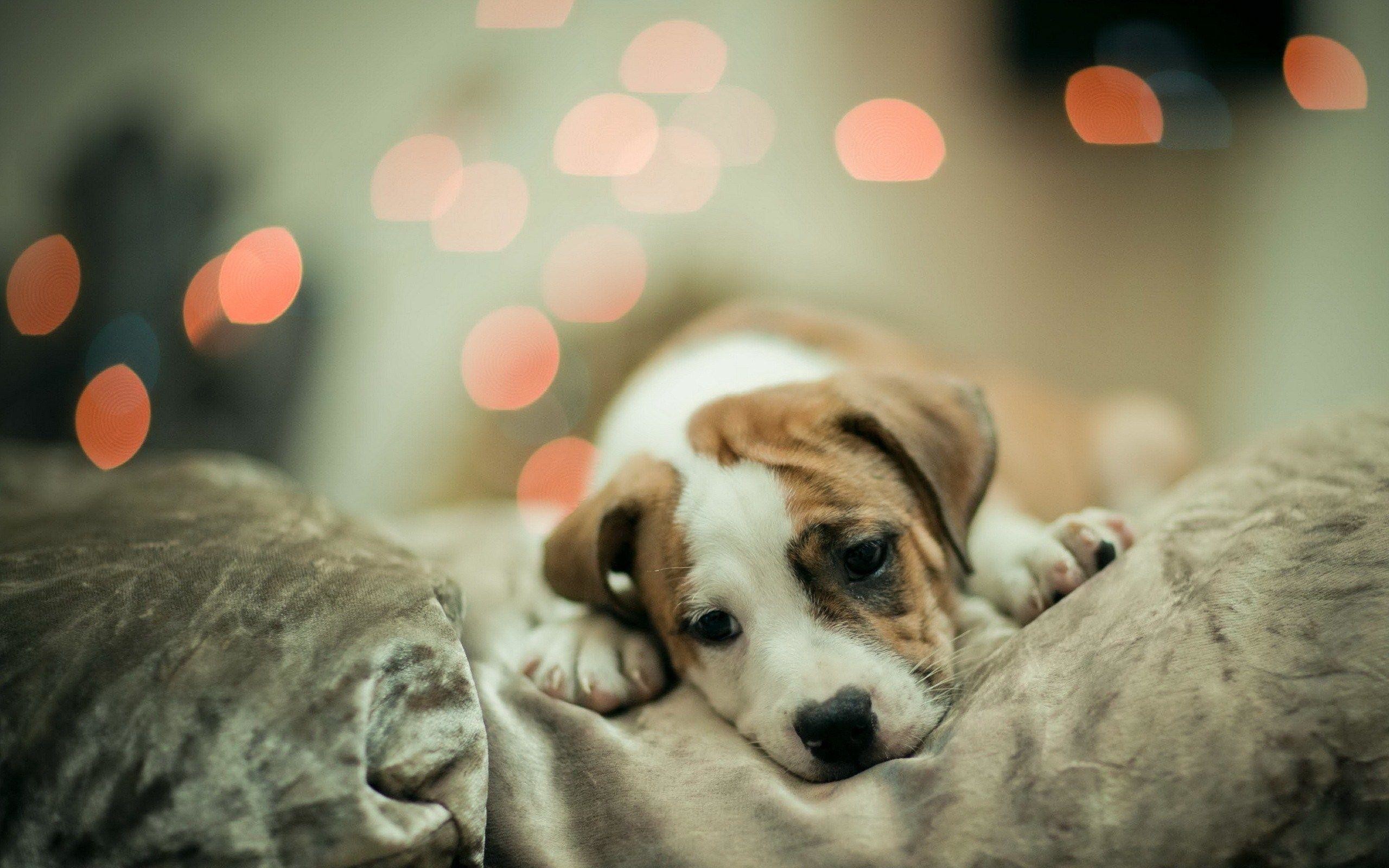2560x1600 Cute Dog Wallpapers
