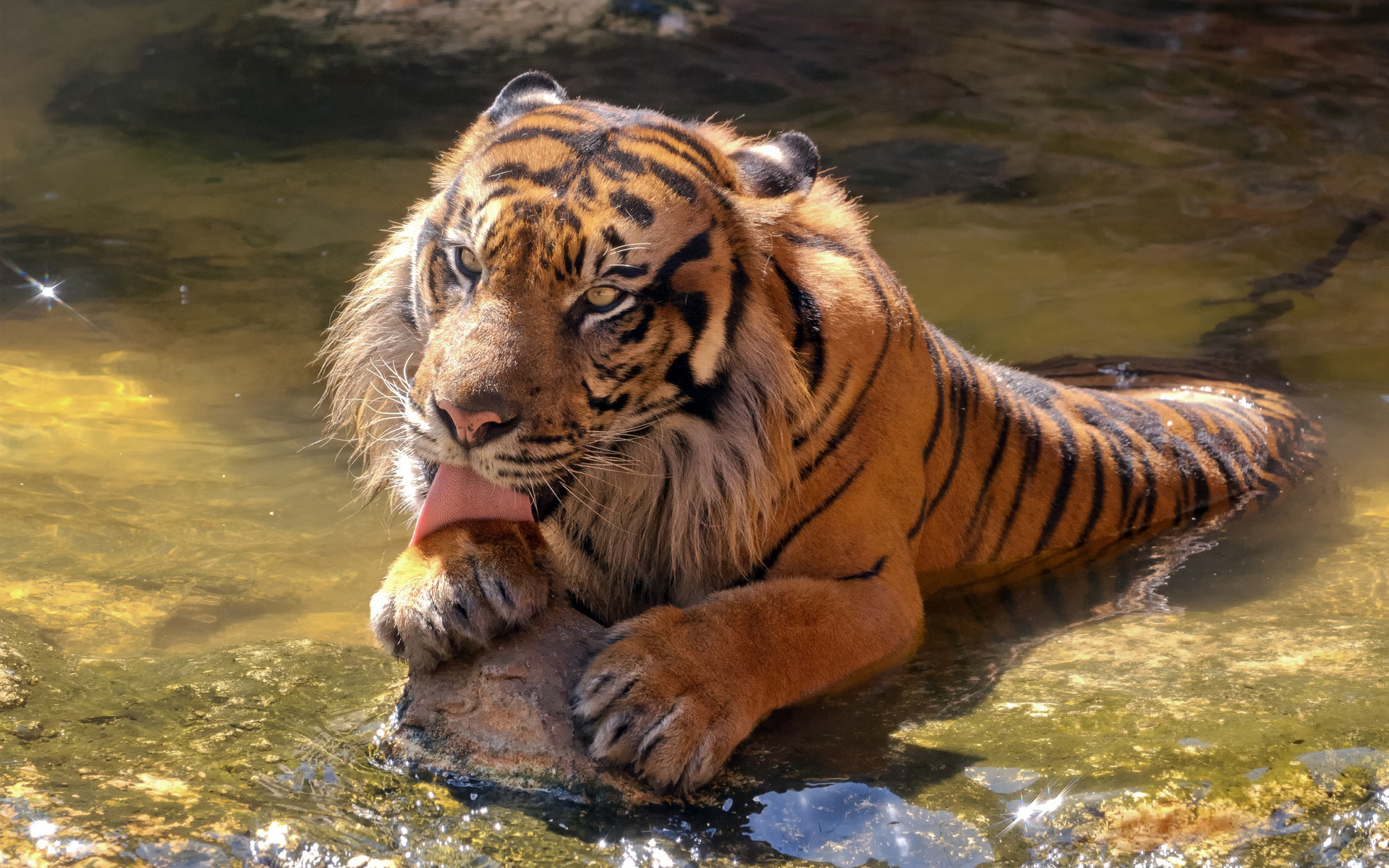 1920x1200 Sumatran Tiger HD Wallpaper
