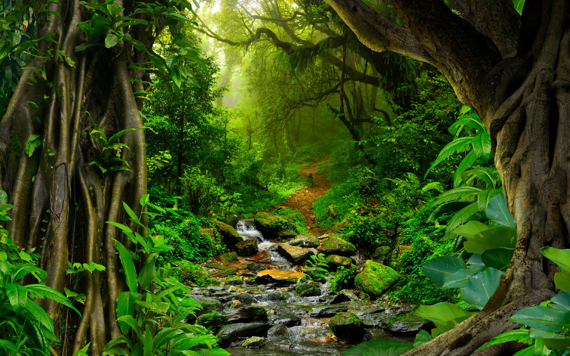 1920x1200 Trees and Stream in Tropical Jungle