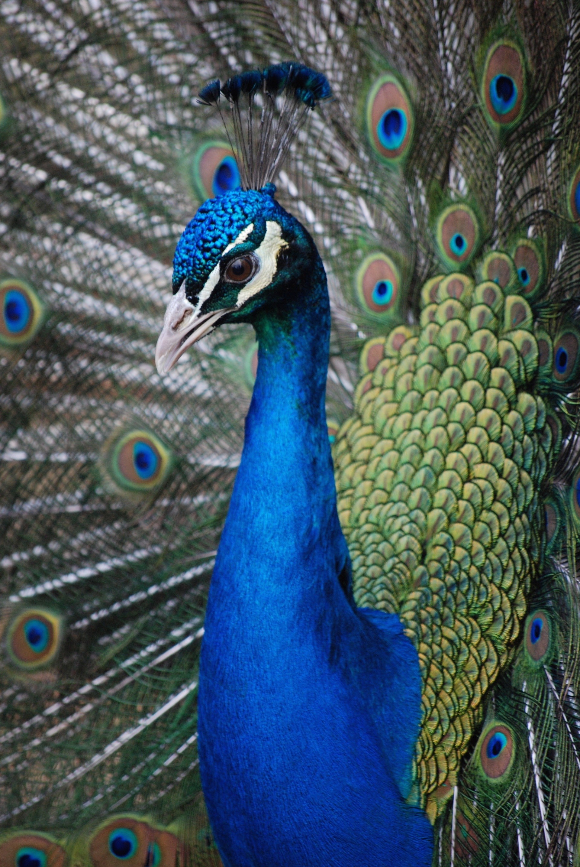 1920x2868 Feathers, Peahen, Peacock, Plumage, Bird, peacock, bird