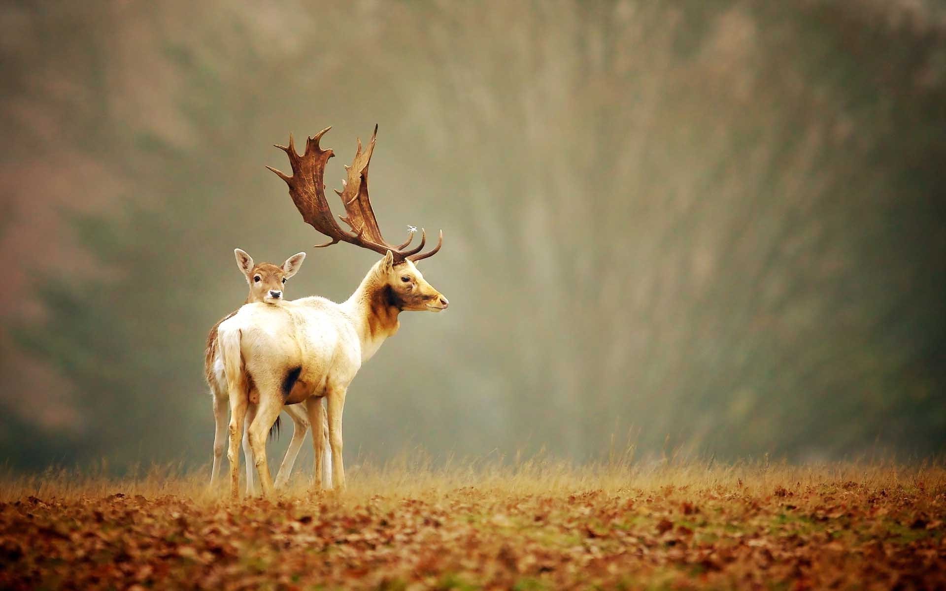 1920x1200 free 3d deer animals hd photography wallpapers download