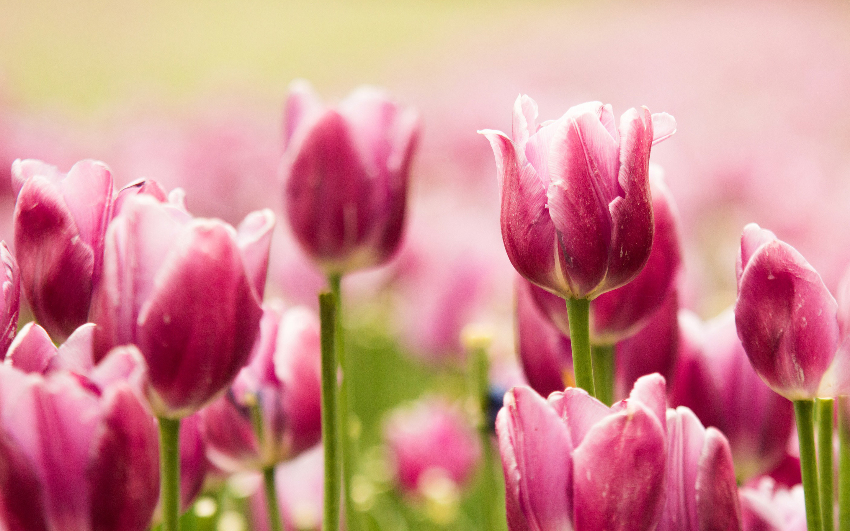 2880x1800 Beautiful Pink Tulips