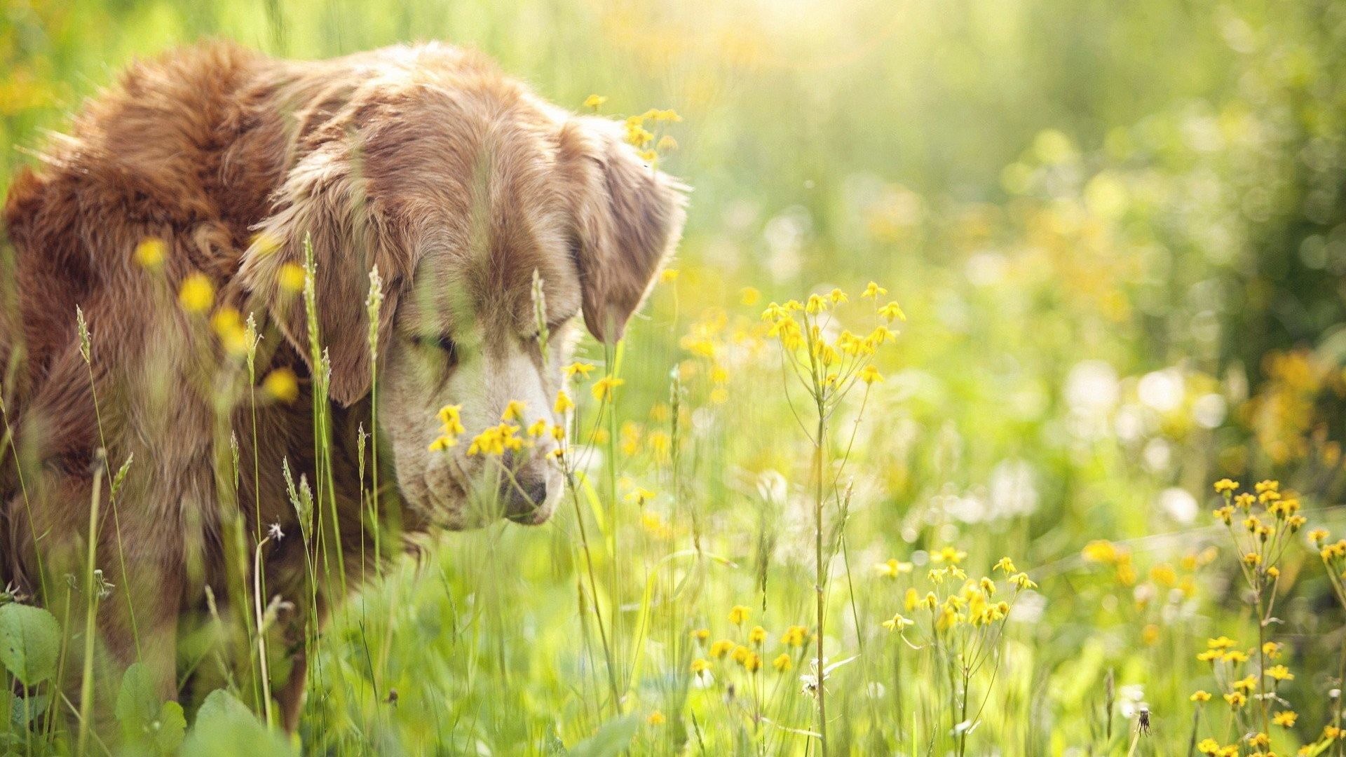 1920x1080 Bokeh Depth Dogs Field Animals Wildflowers Wallpaper Dog Silhouette