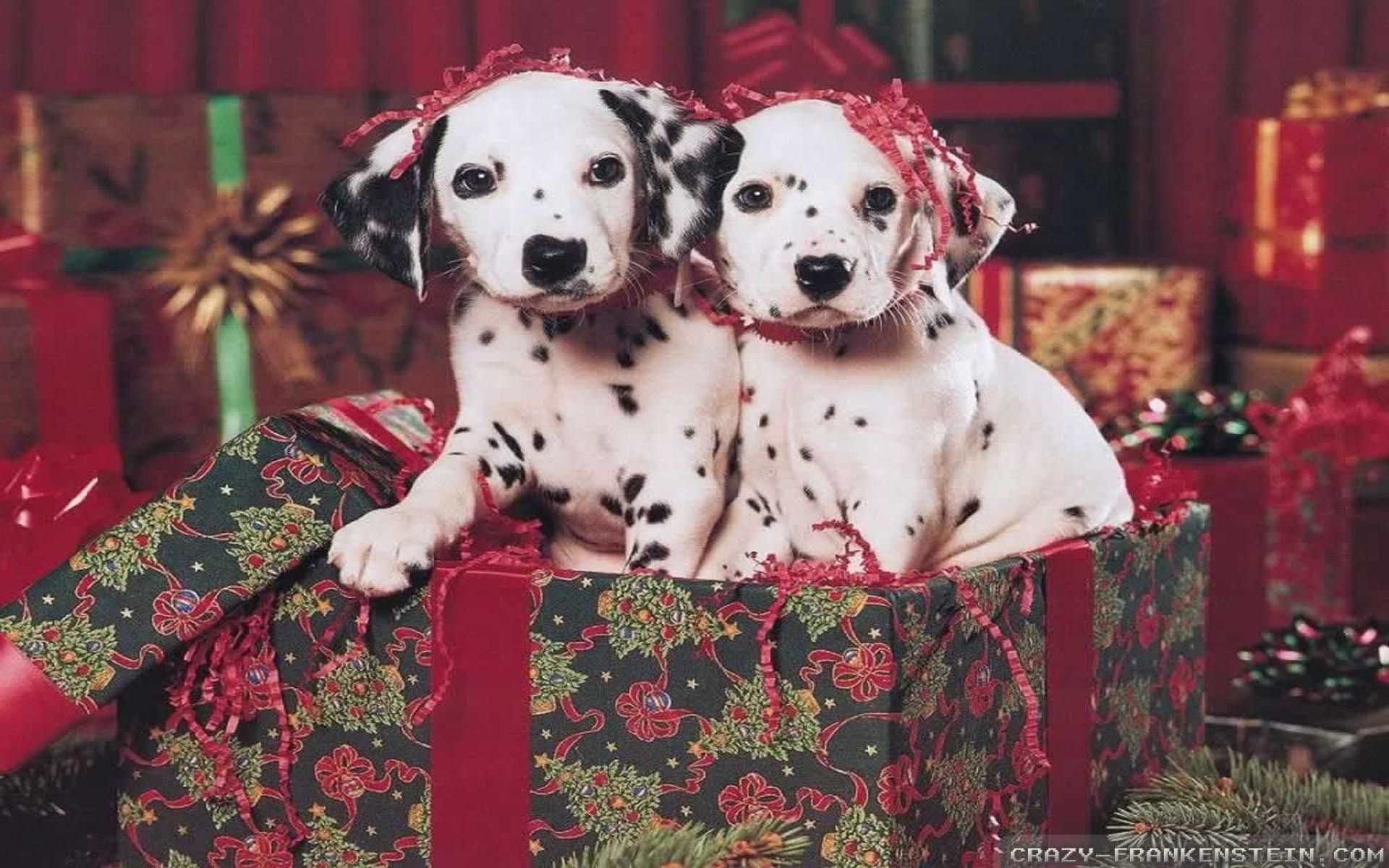 1920x1200 Xmas Stuff For > Christmas Puppy Wallpaper