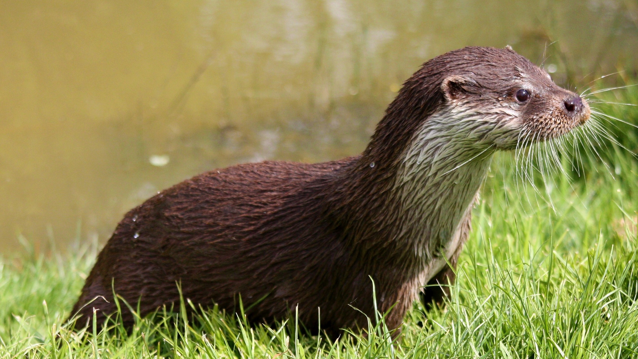2560x1440  Wallpaper otter, wet, grass