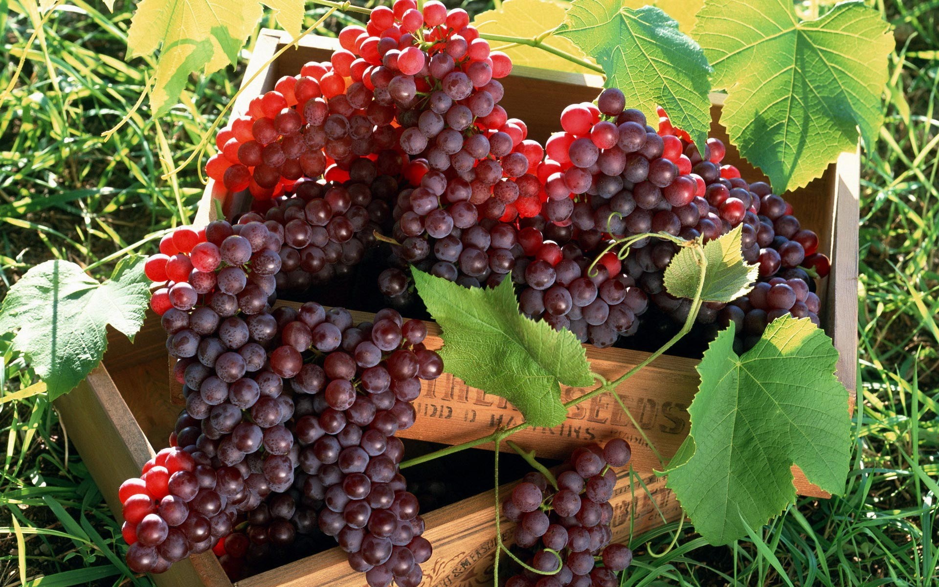 1920x1200 Grapes wallpapers