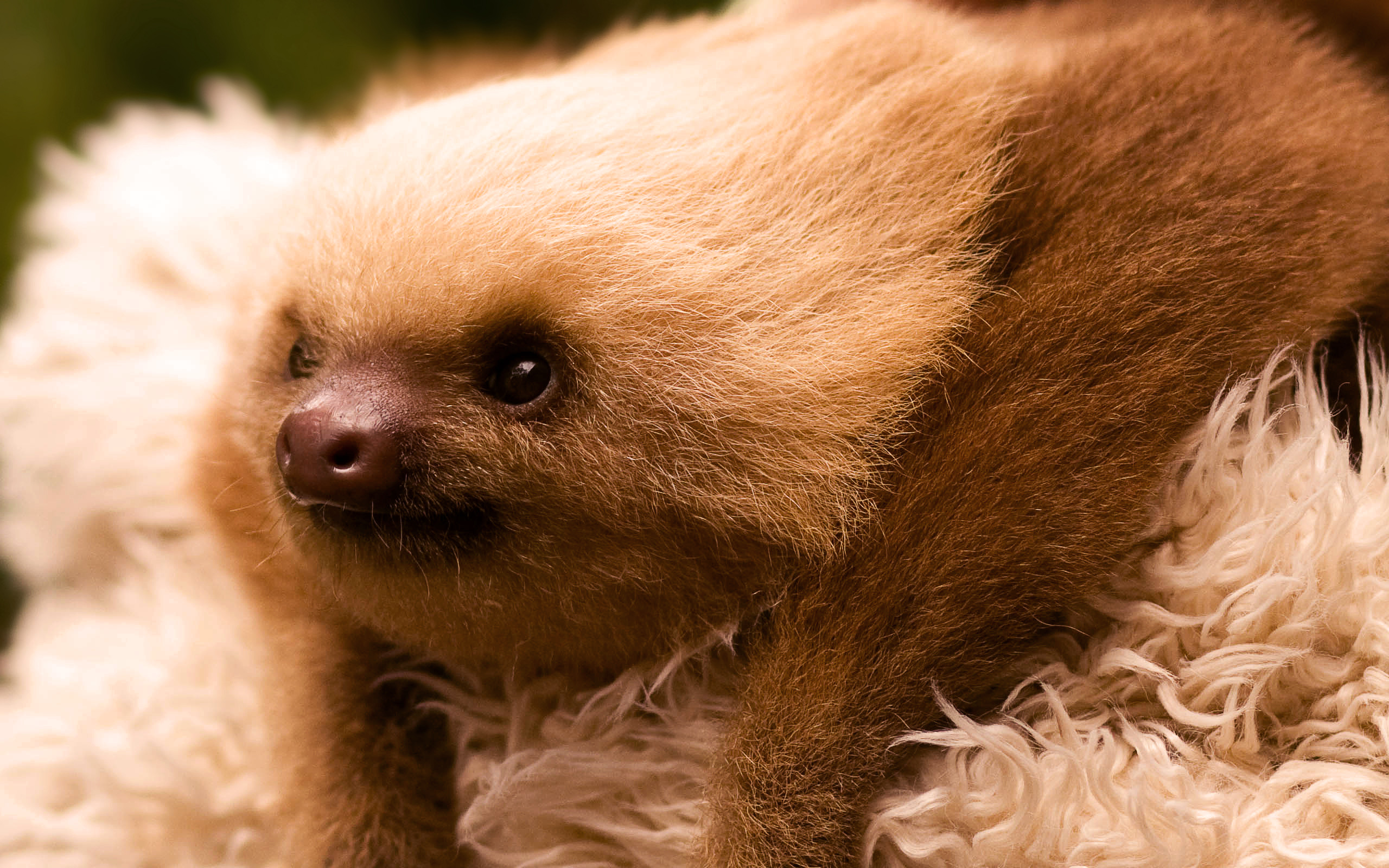 2560x1600 Sloth Images Sloth Images HD