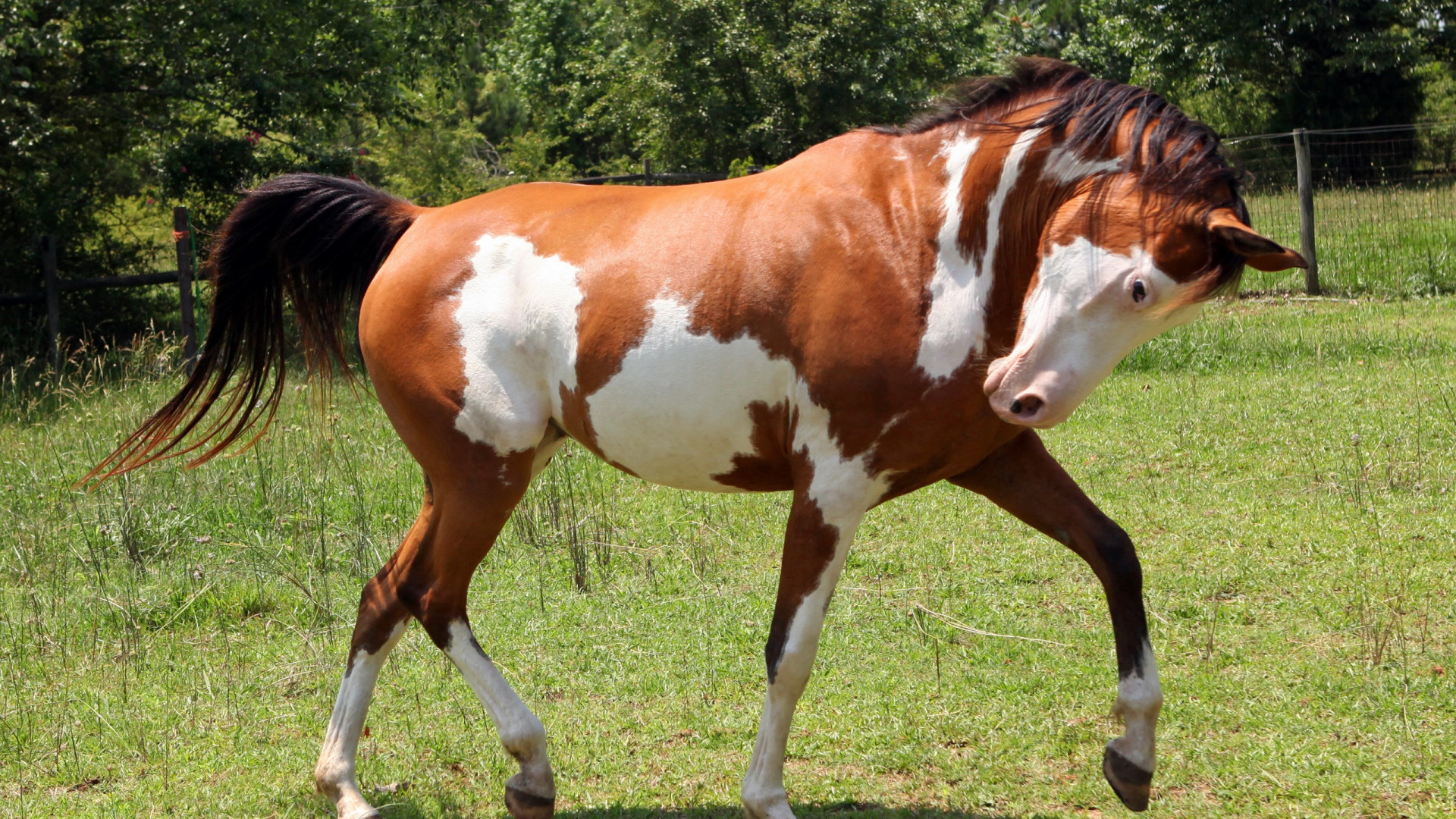 1920x1080  Wallpaper horse, grass, spotted, walking