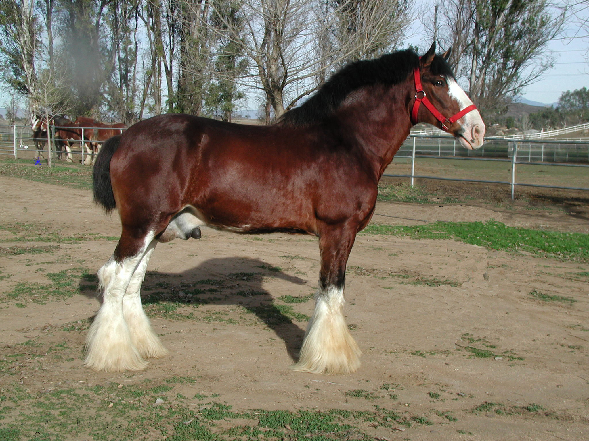 2048x1536 ... clydesdale.jpg ...