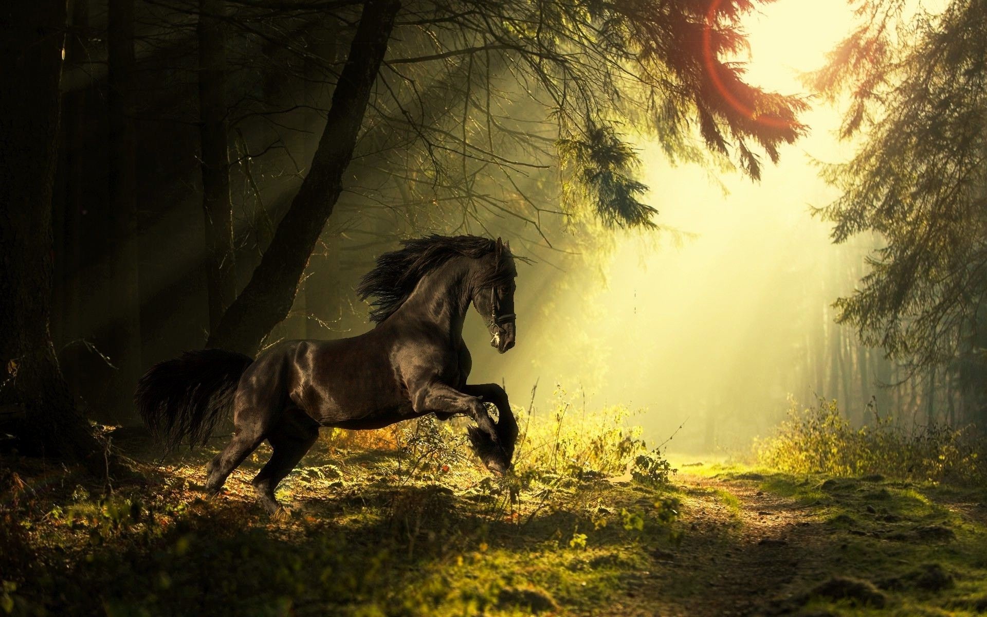 1920x1200 HD Horse HD Wallpapers – free download