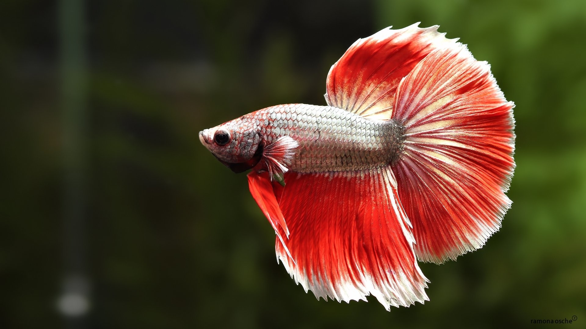 1920x1080 wallpaper.wiki-HD-Betta-Fish-Images-PIC-WPC009630