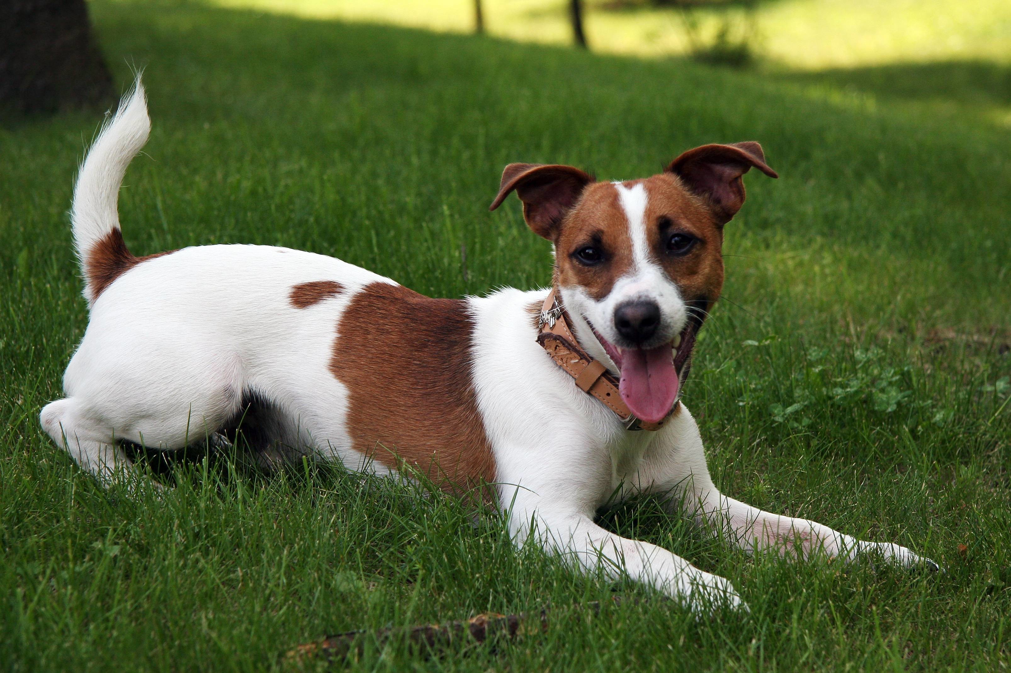 3212x2141 Jack Russell Terrier Wallpapers 6504 Images | largepict.