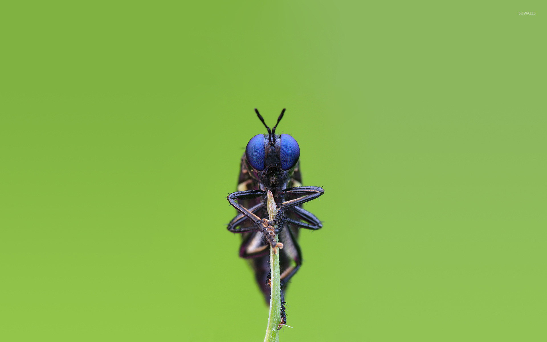 1920x1200 Blue eyed insect wallpaper  jpg