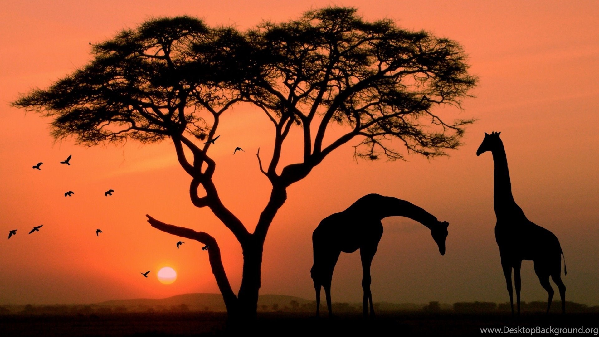 1920x1080 Giraffe In Africa  (1080p) Wallpapers HD Wallpapers