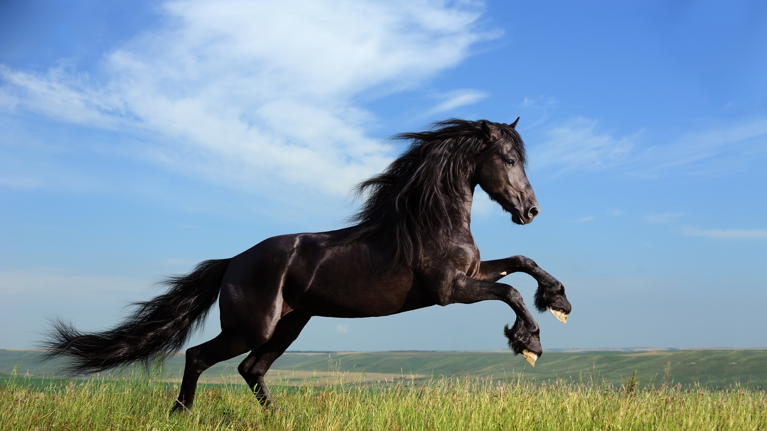 2560x1440 Preview wallpaper horse, grass, jump, sky 