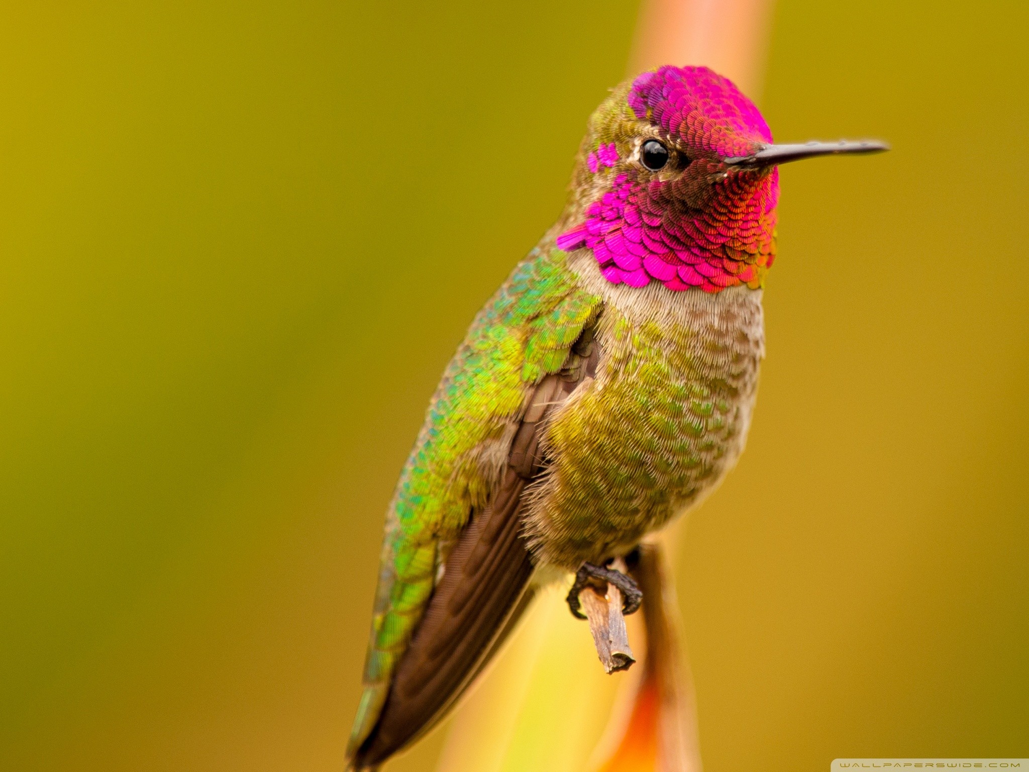 Hummingbird Wallpaper (72+ images)