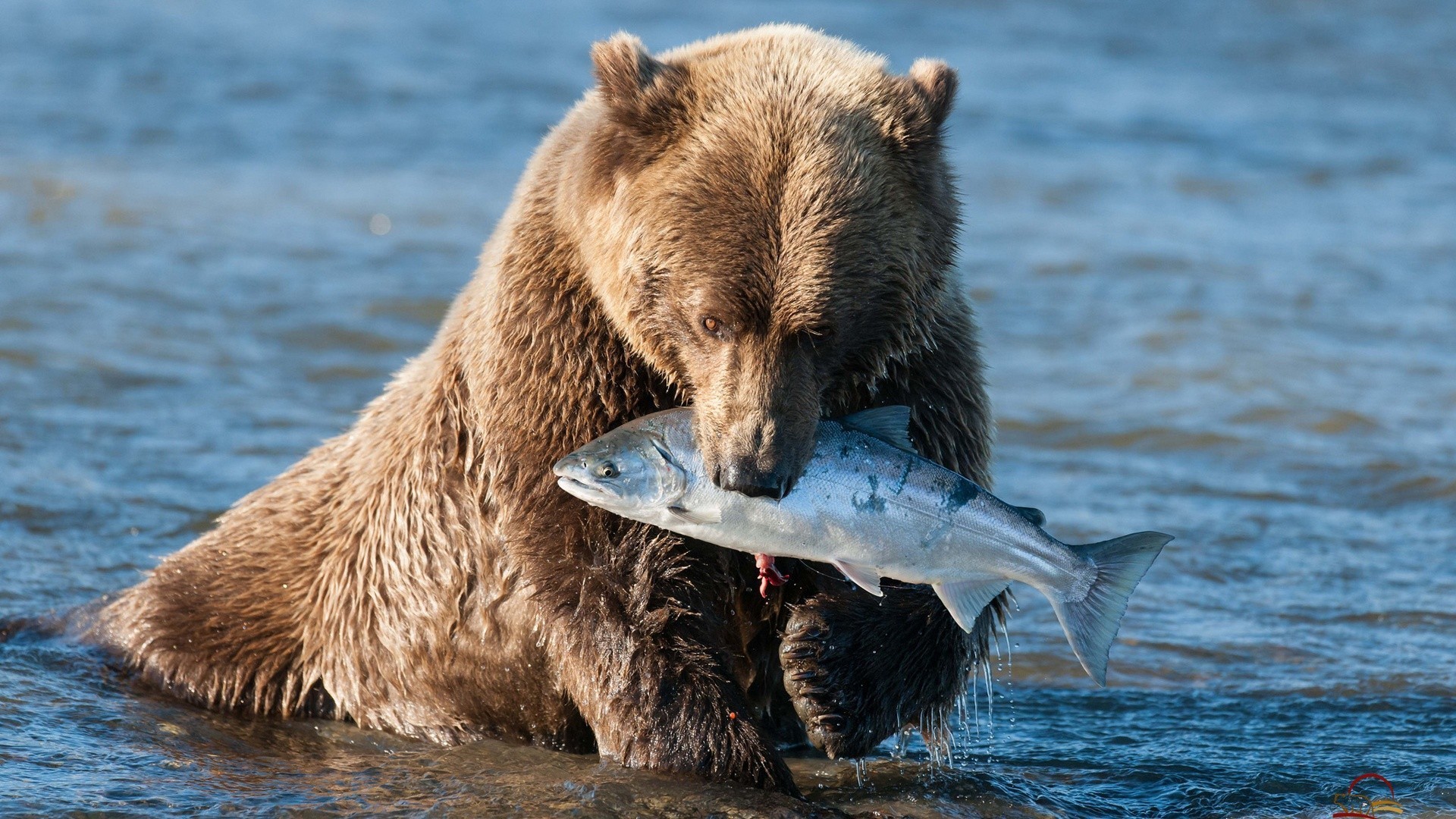 1920x1080 Bears - Bear Grizzly Fish Baby Polar Desktop Background for HD 16:9 High  Definition