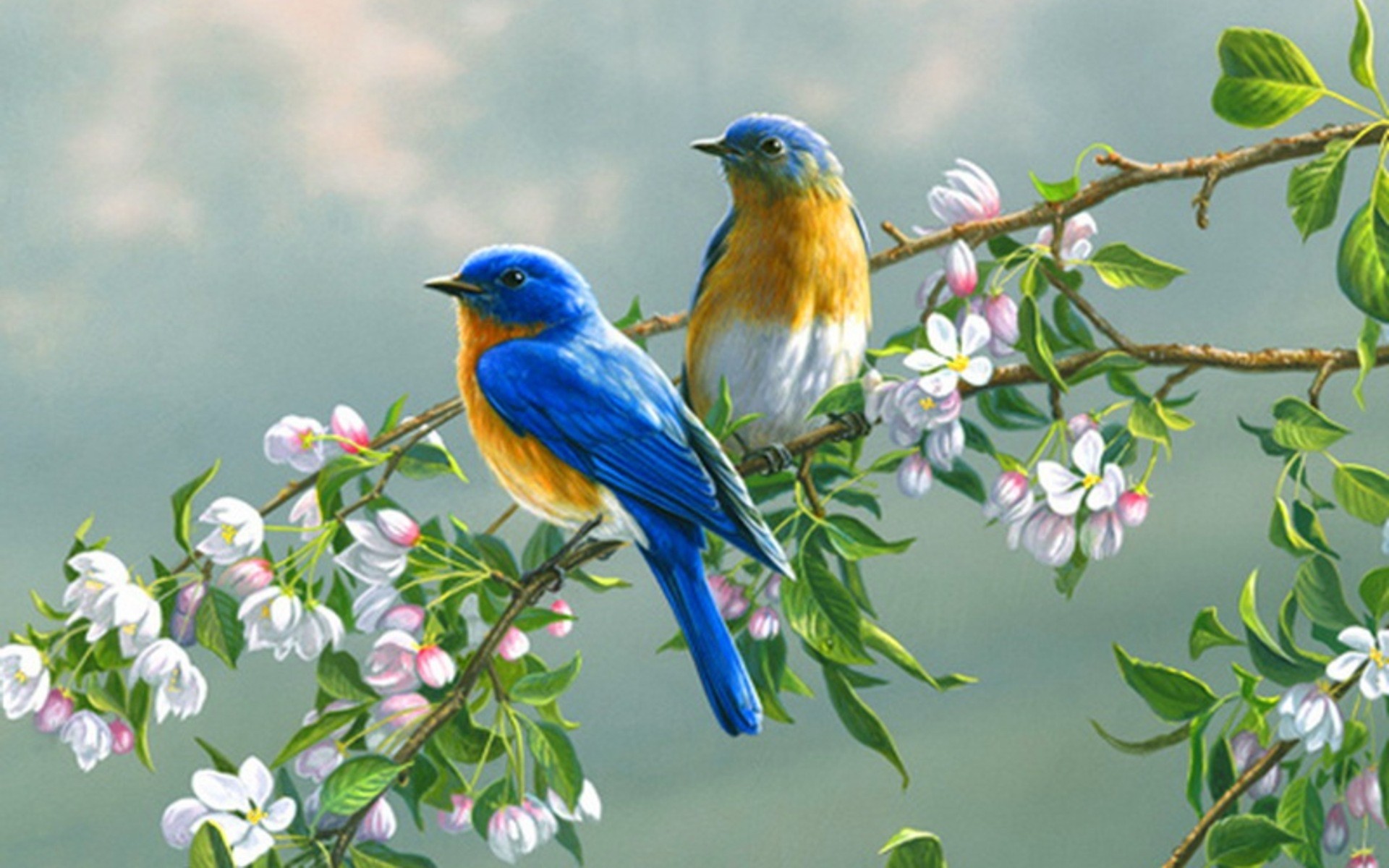 1920x1200 Birds Branches Blossoms wallpapers Birds Branches Blossoms stock 