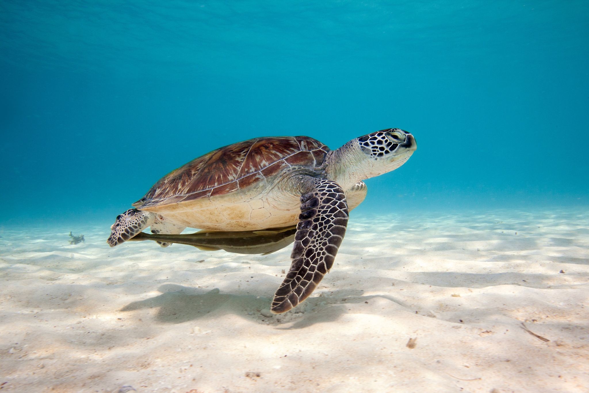 2048x1365 Turtle underwater hd Wallpapers Pictures Photos Images