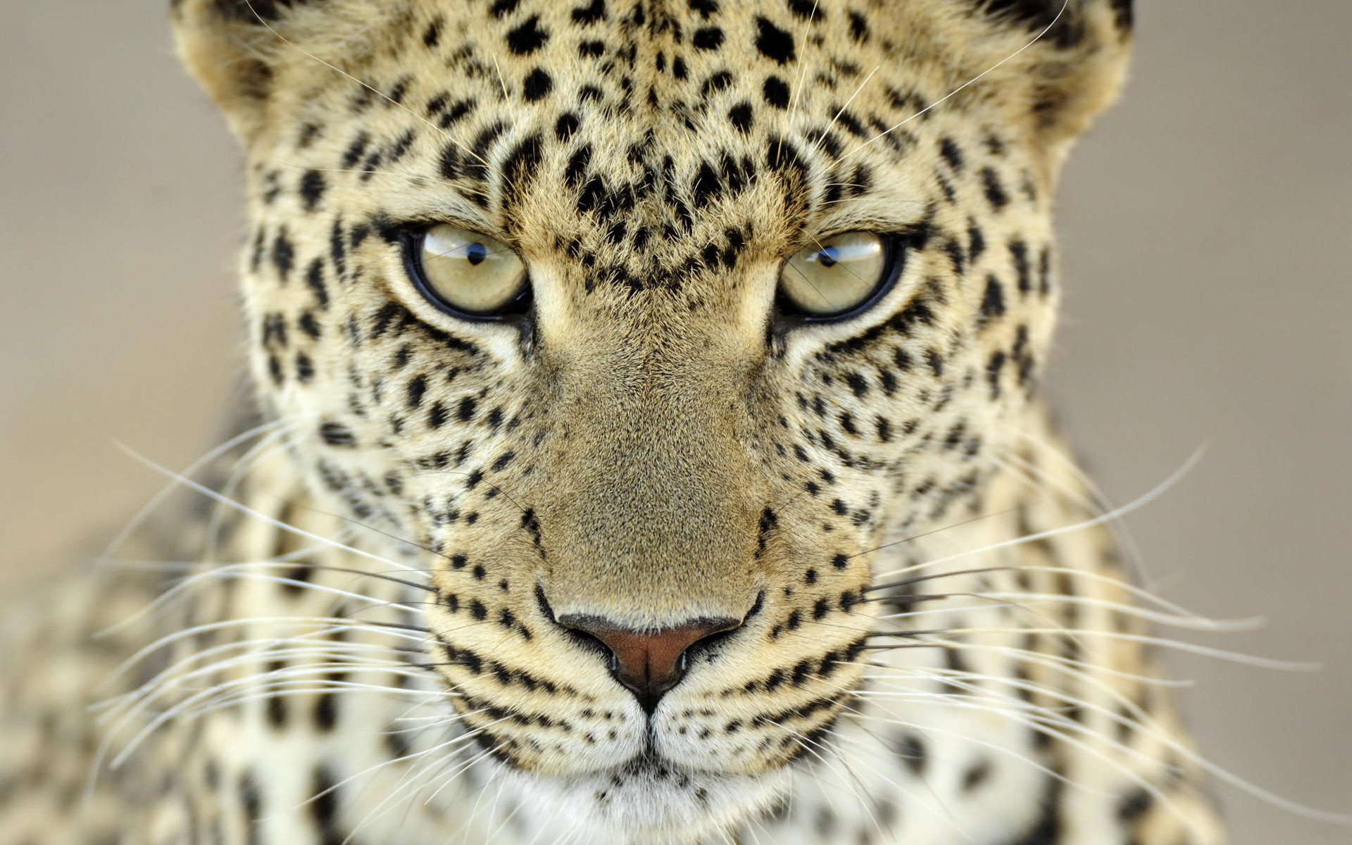 1920x1200 Cheetah Close Look