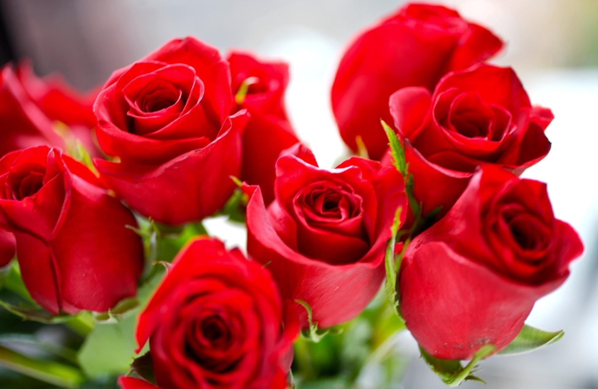 1950x1270 Beautiful Roses High Quality Wallpapers Gallery, SIU.36060972