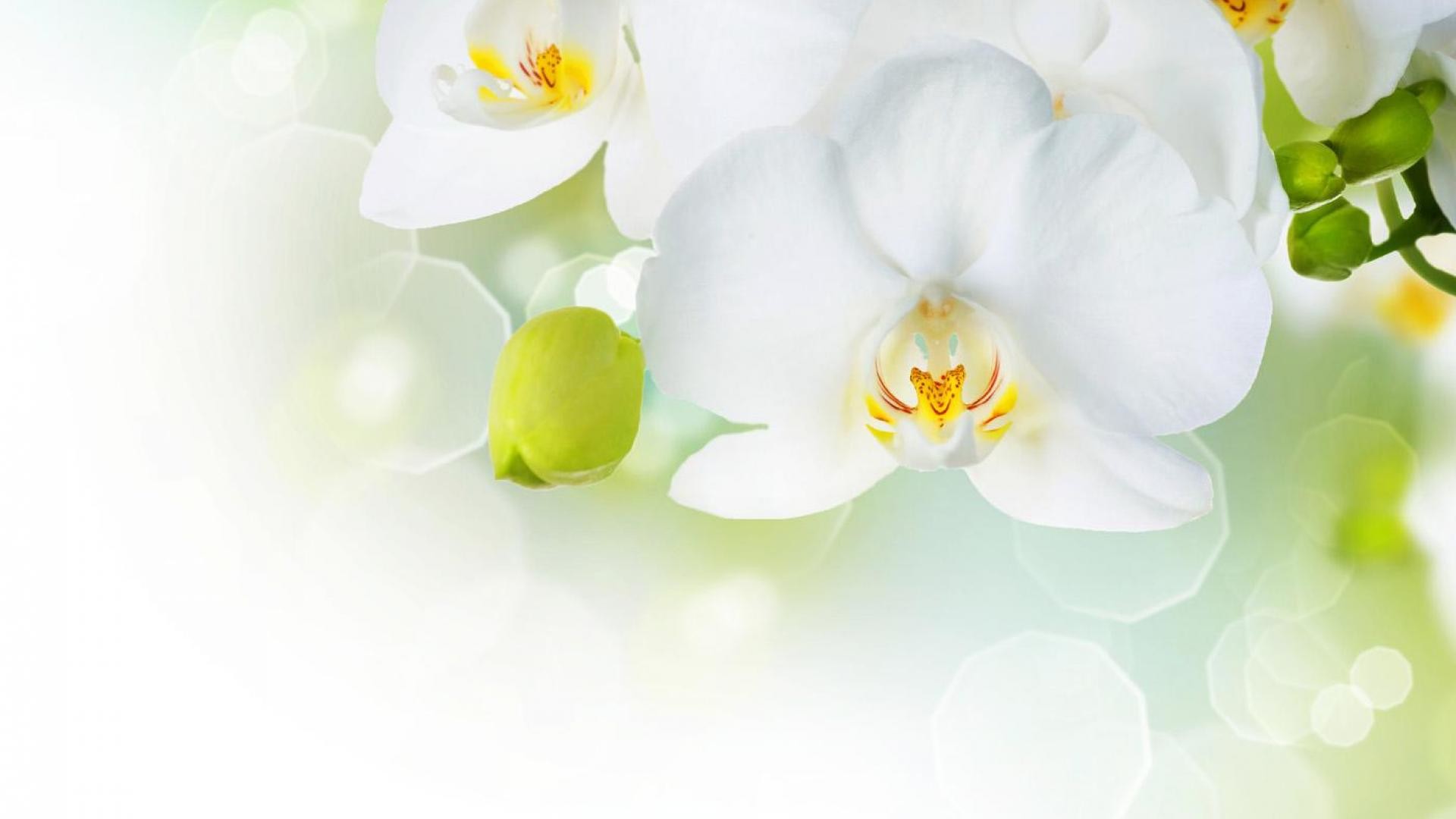 1920x1080 Beautiful White Orchid Flower Wallpaper