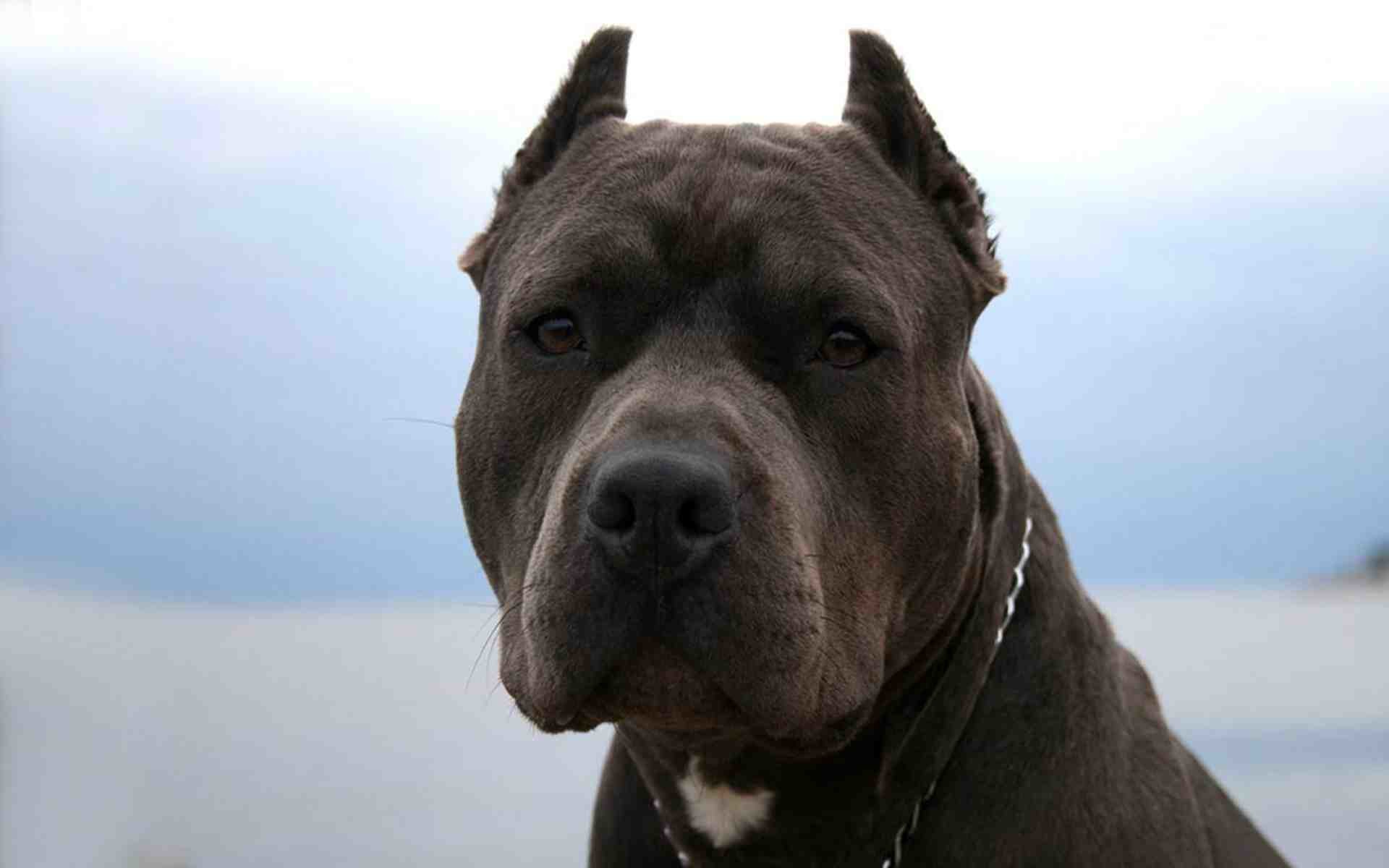 1920x1200 Brown Pit Bull Dog Face