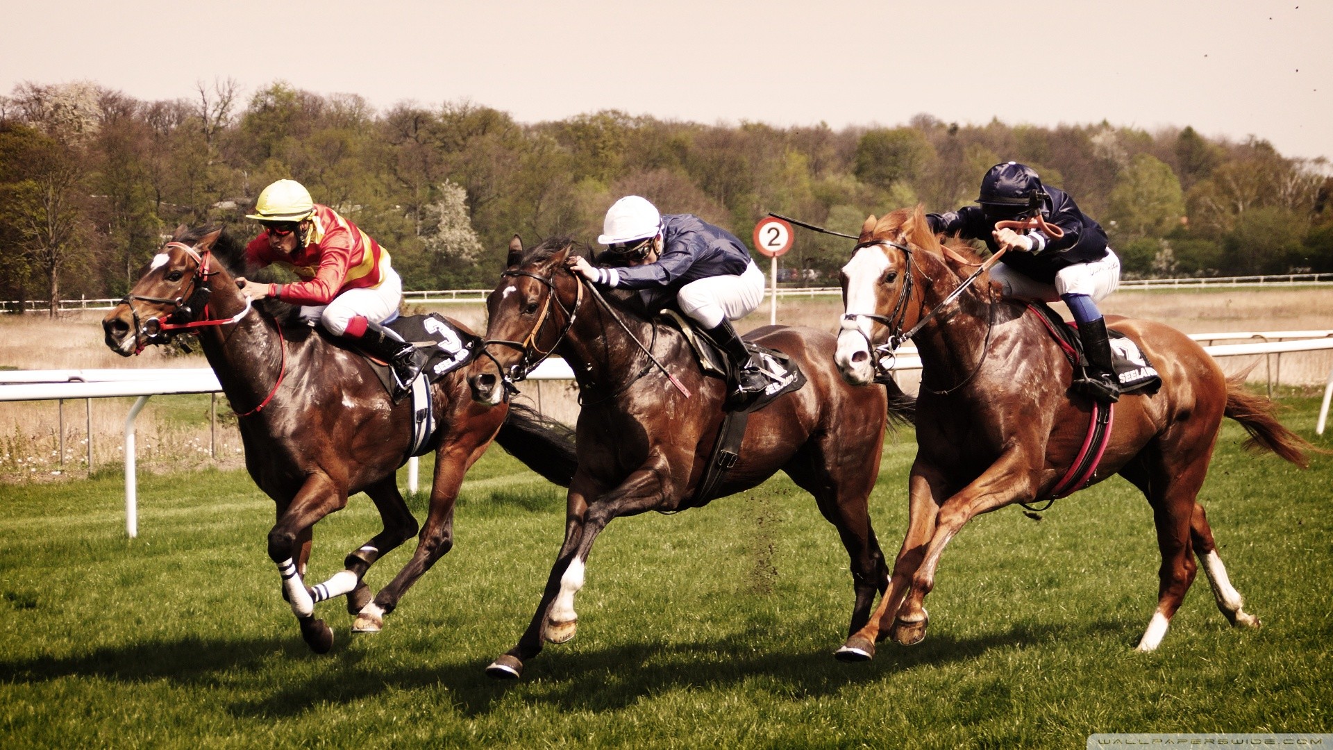 Horses racing - Two beautiful brown horses running