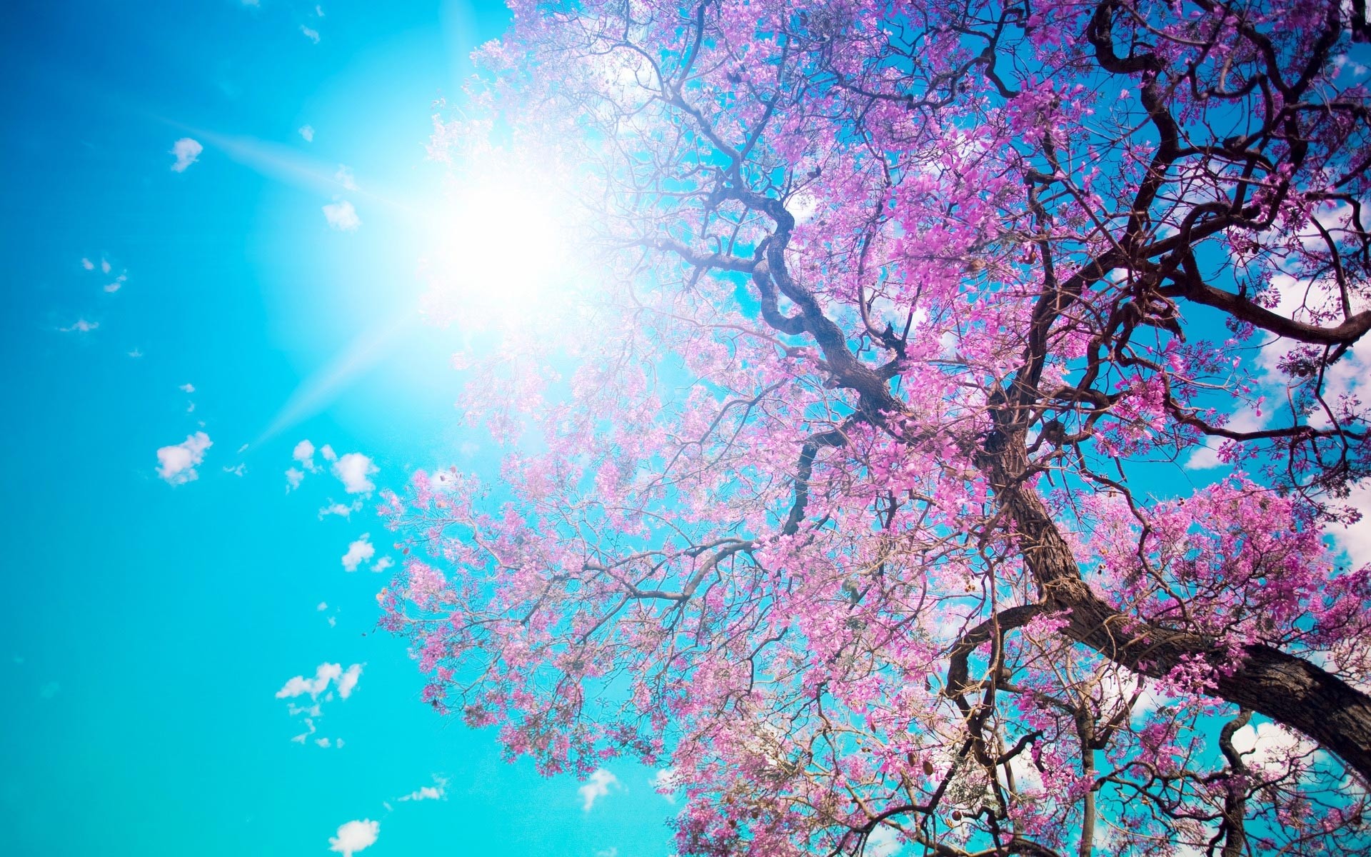 1920x1200 Cherry Blossom Tree Wallpapers Wallpapers) – Wallpapers For Desktop