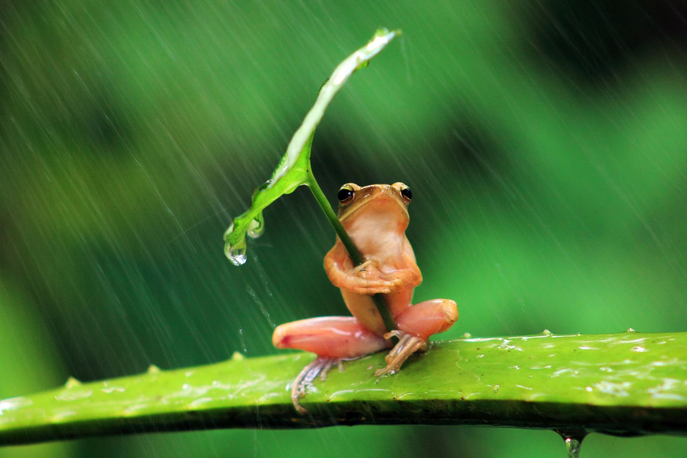 2880x1920 Download Frog Animals Nature Rain Leaves Shields Humor Amphibian Wallpaper  Hd