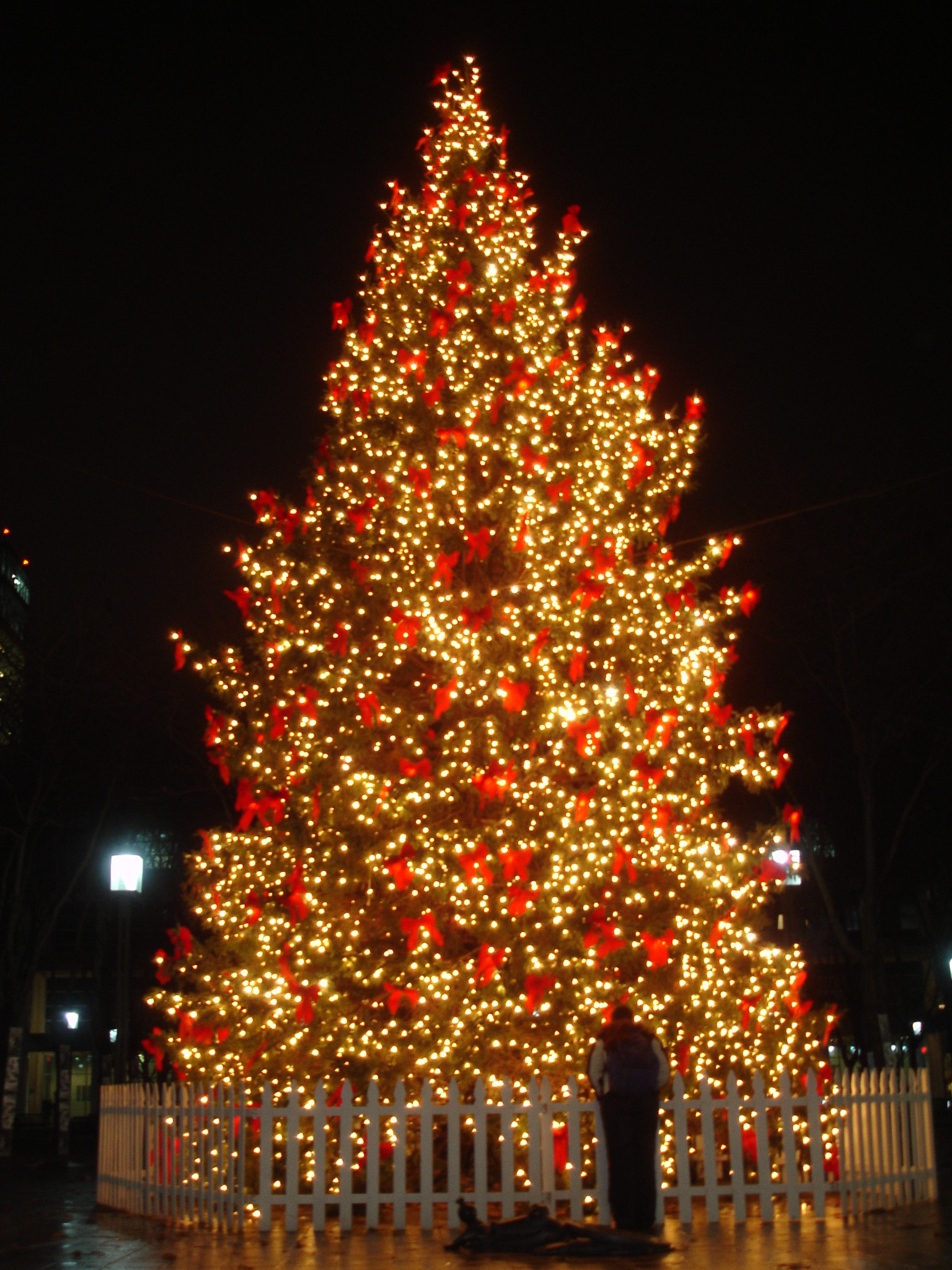 1536x2048 Most Beautiful Christmas Tree (18)