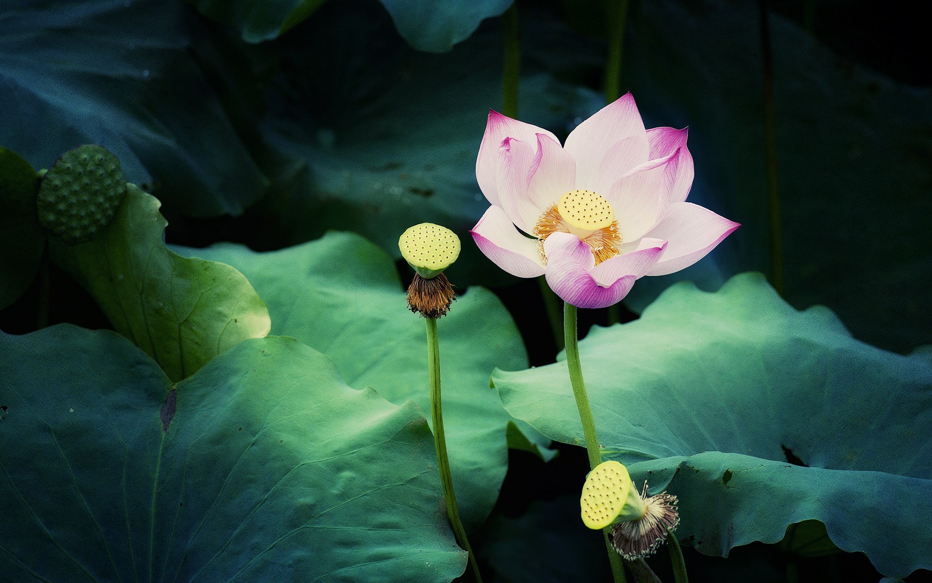 1920x1200 Lotus flower
