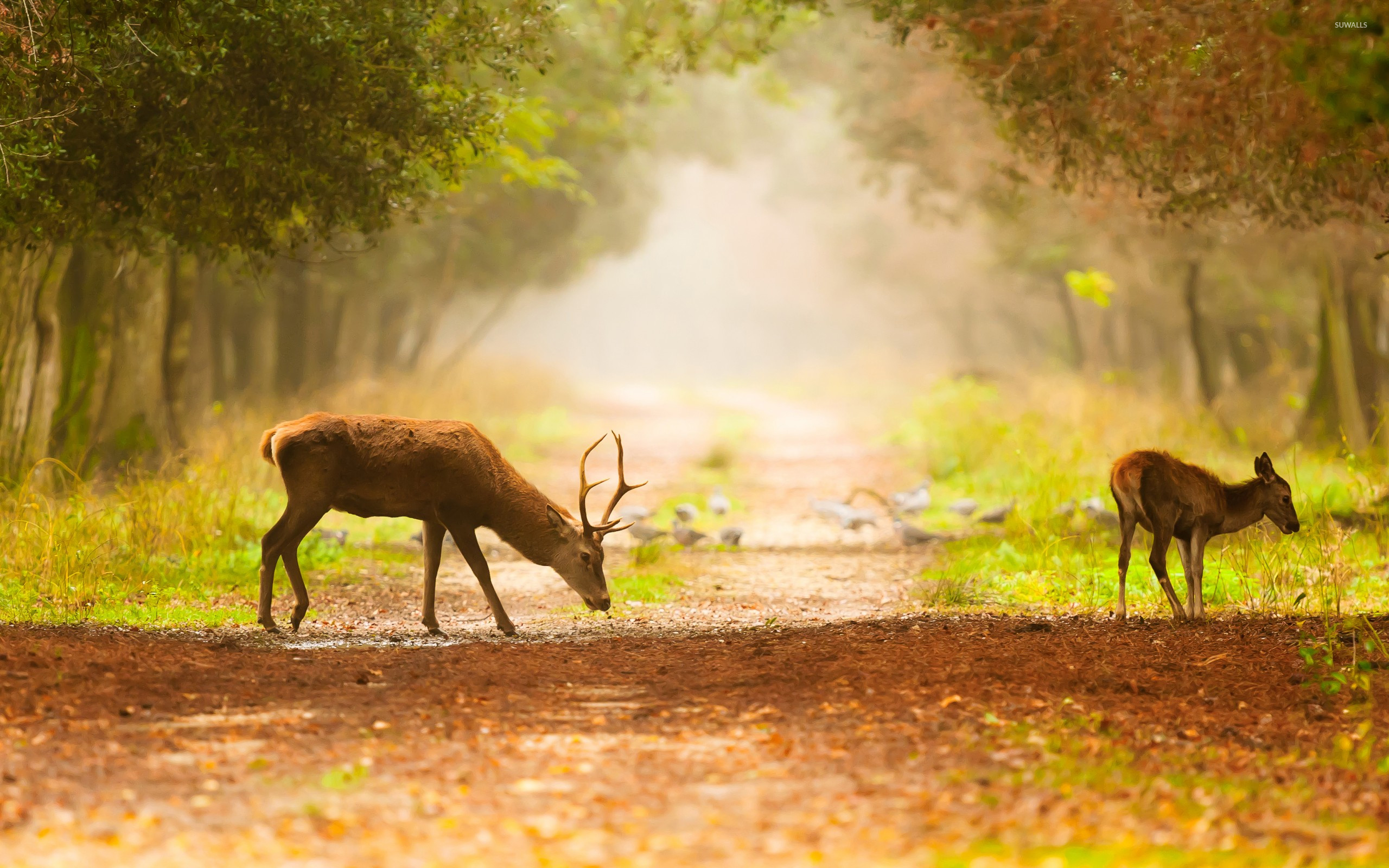 Cool Deer Wallpapers (53+ images)