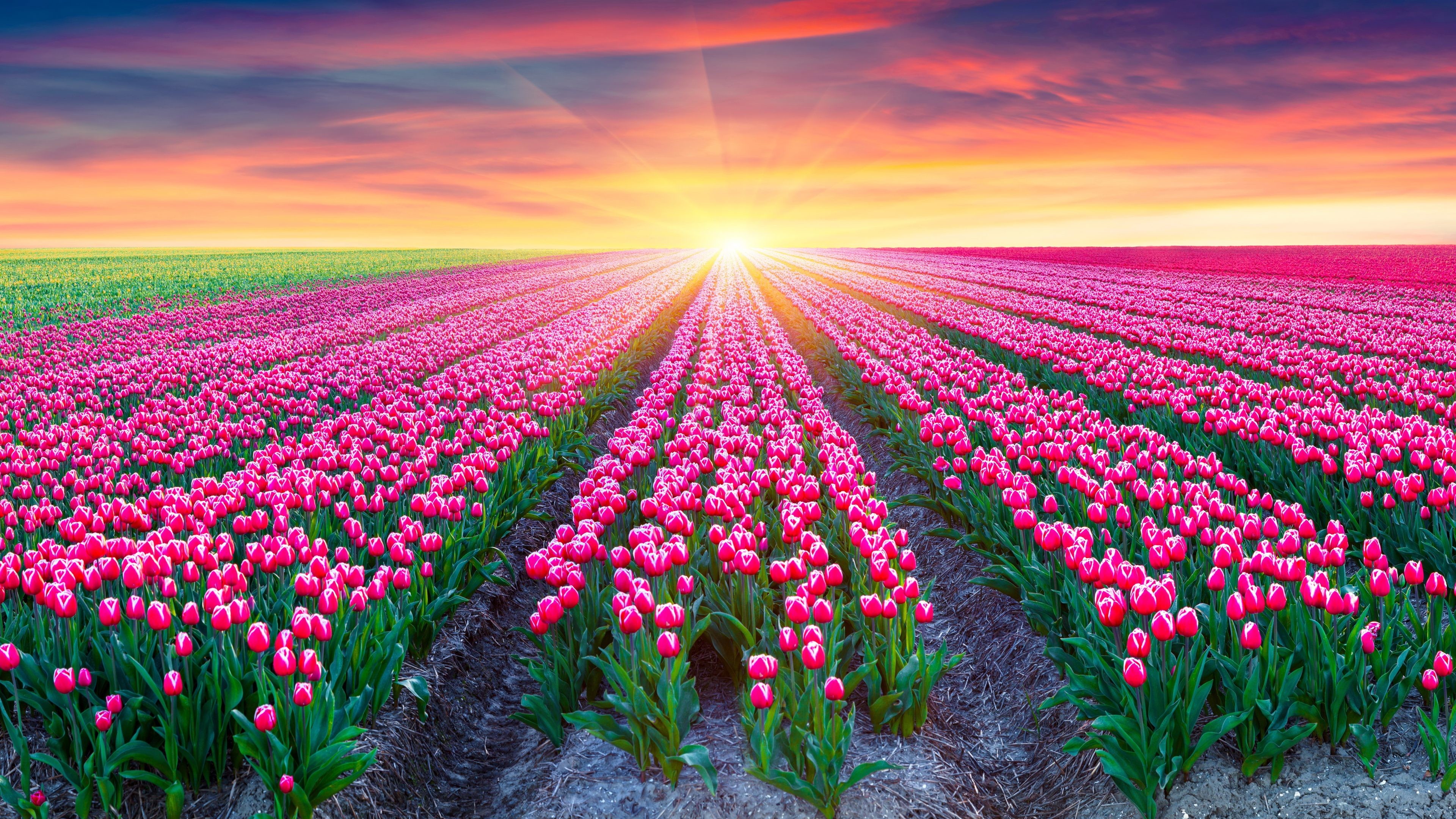 Field Of Flowers Wallpaper (58+ images)