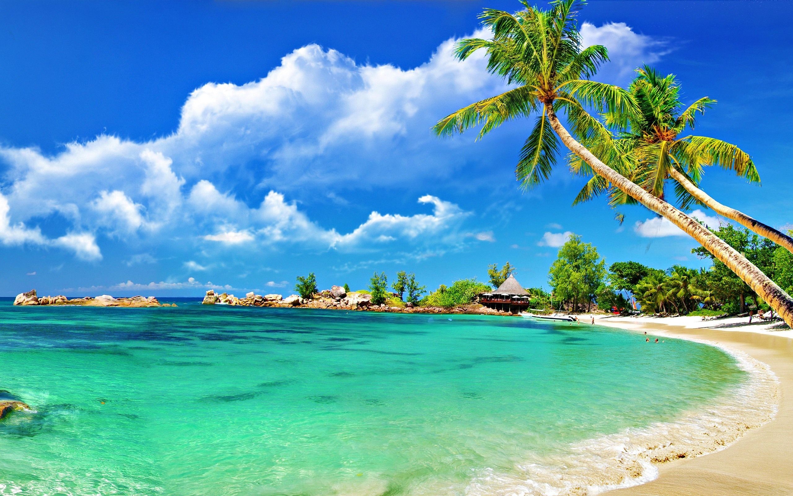 2560x1600 Paradise Summer Sand Shell Palm Tropical Sunshine Sea Beach Wallpaper Scenes  Free Elegant 50 Amazing Beach