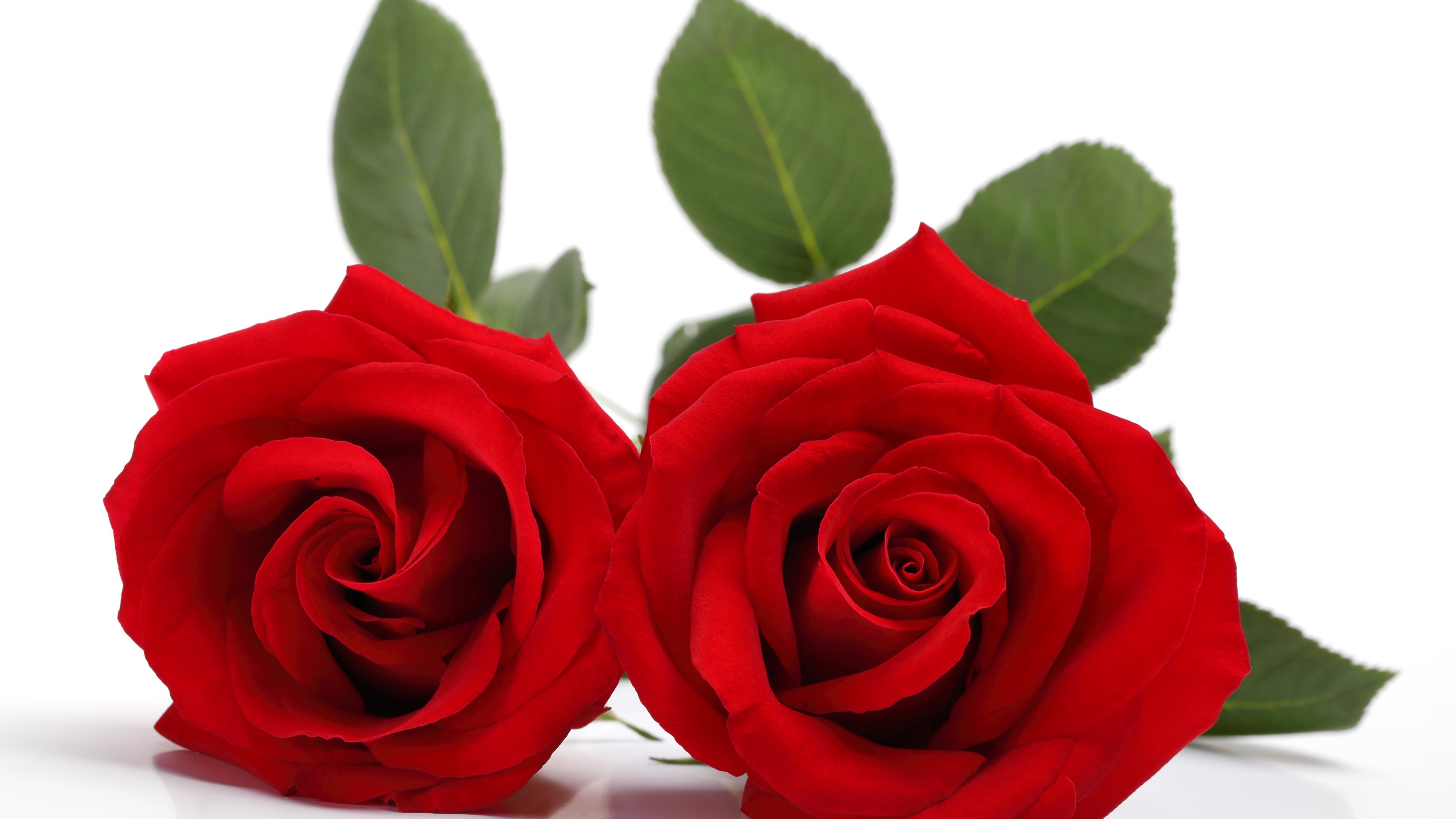 3840x2160 Flowers / Red roses Wallpaper