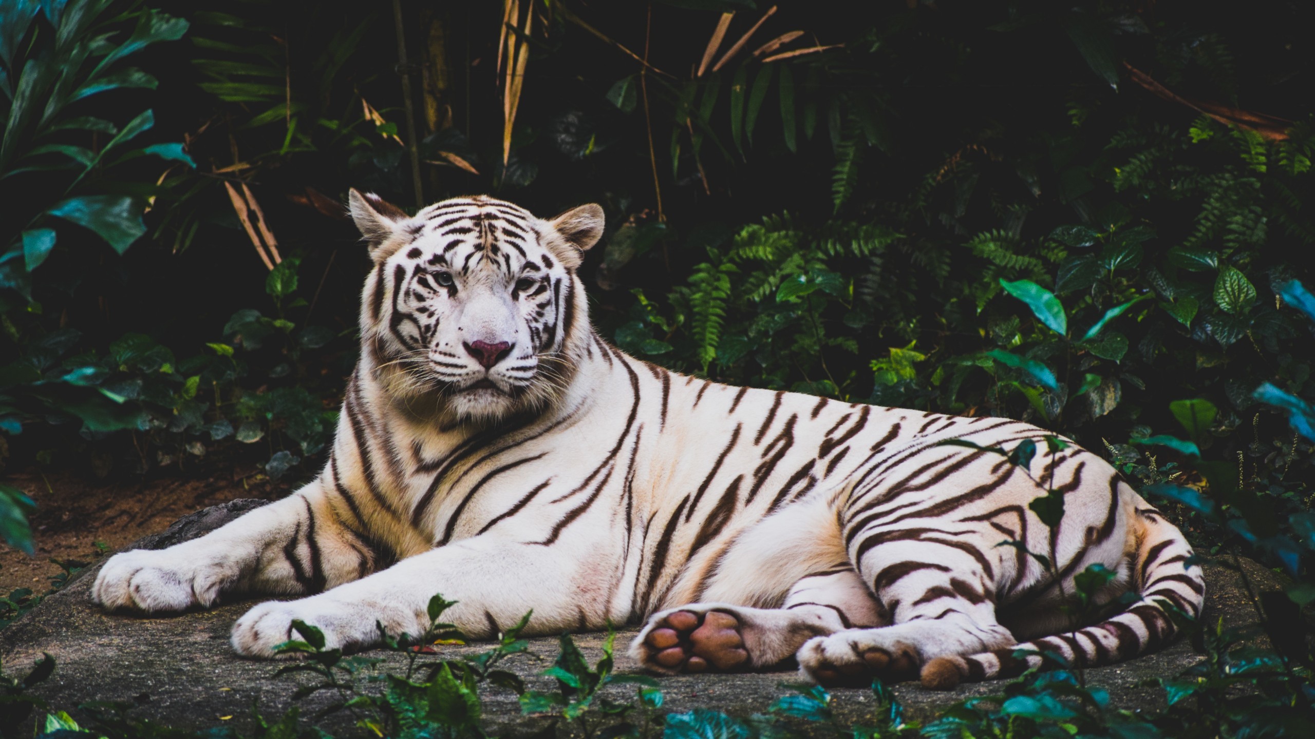 2560x1440 Animals / White Tiger Wallpaper