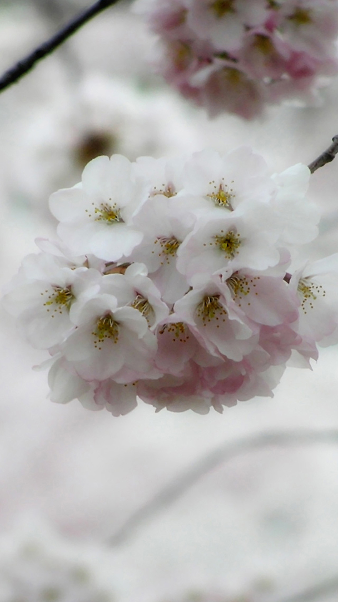 1080x1920 White cherry blossoms HD Wallpaper iPhone 6 plus