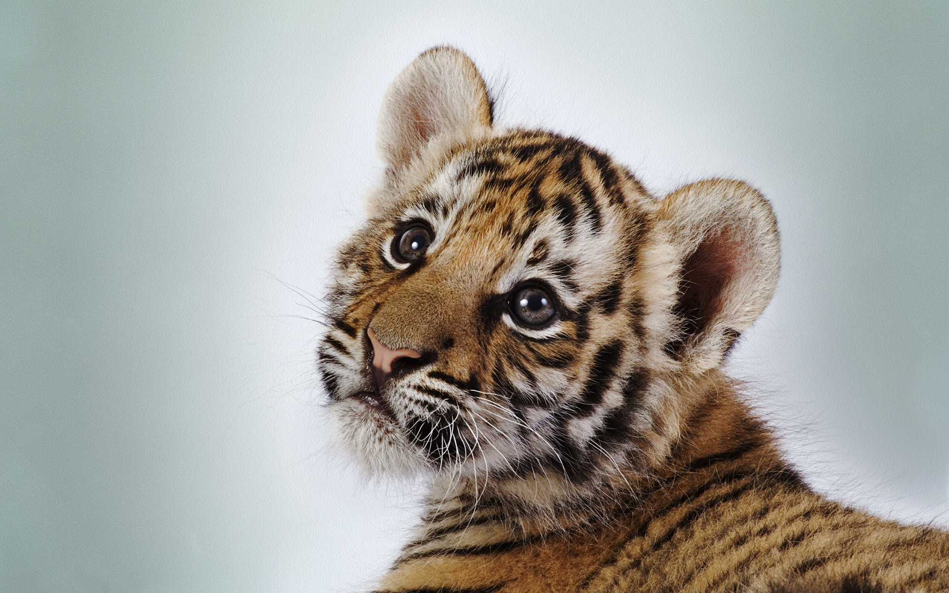 1920x1200 Cute Tiger Cub
