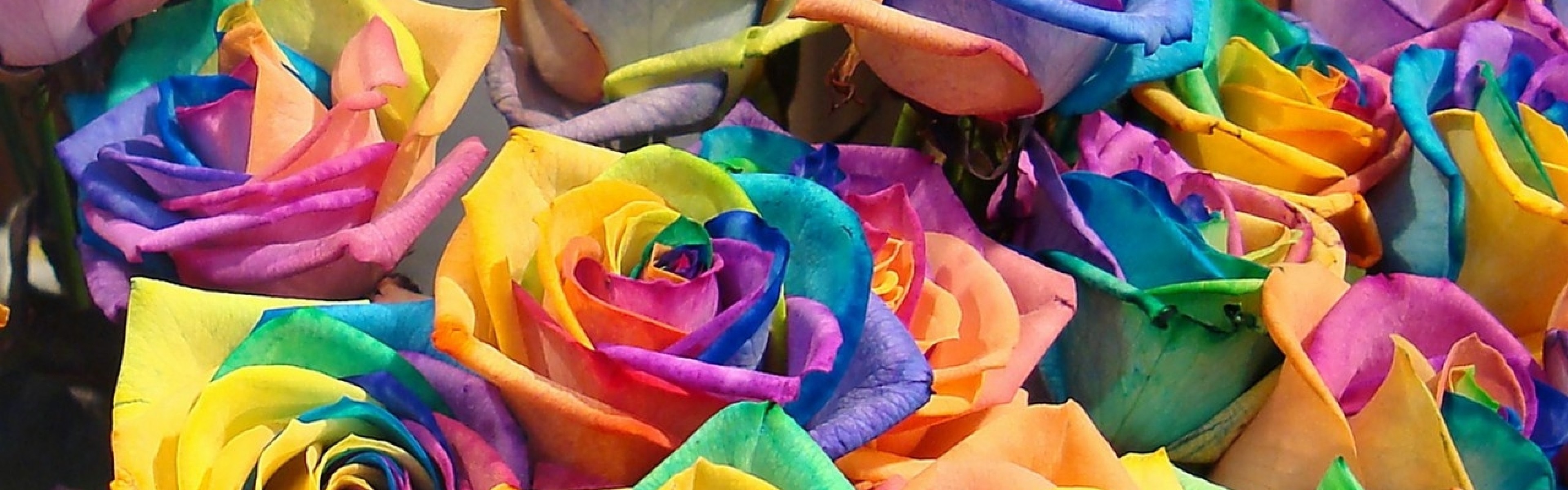 3840x1200  Wallpaper roses, flowers, colorful, buds, bright
