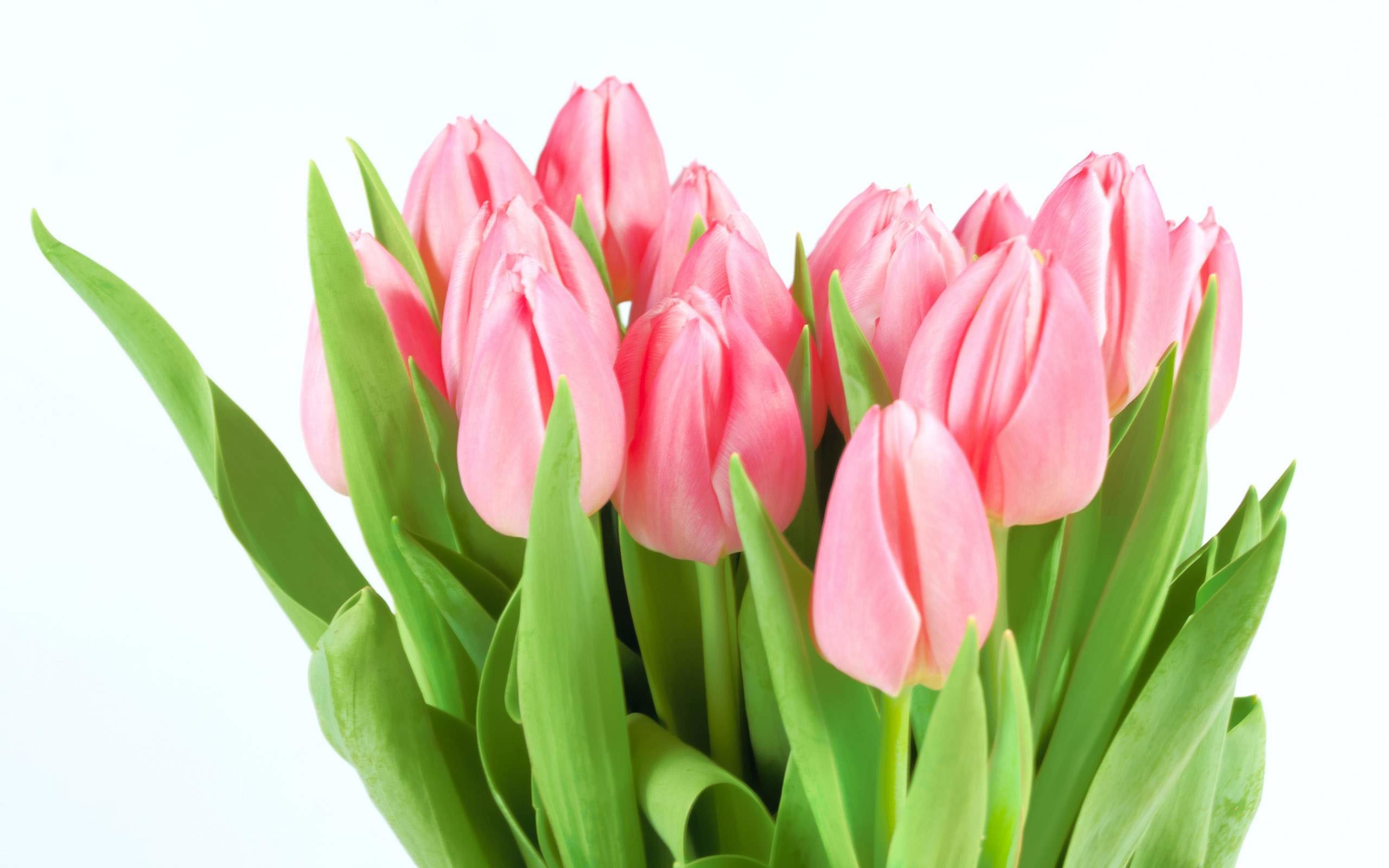 2560x1600 Tulip Flower HD Wallpapers Free Download