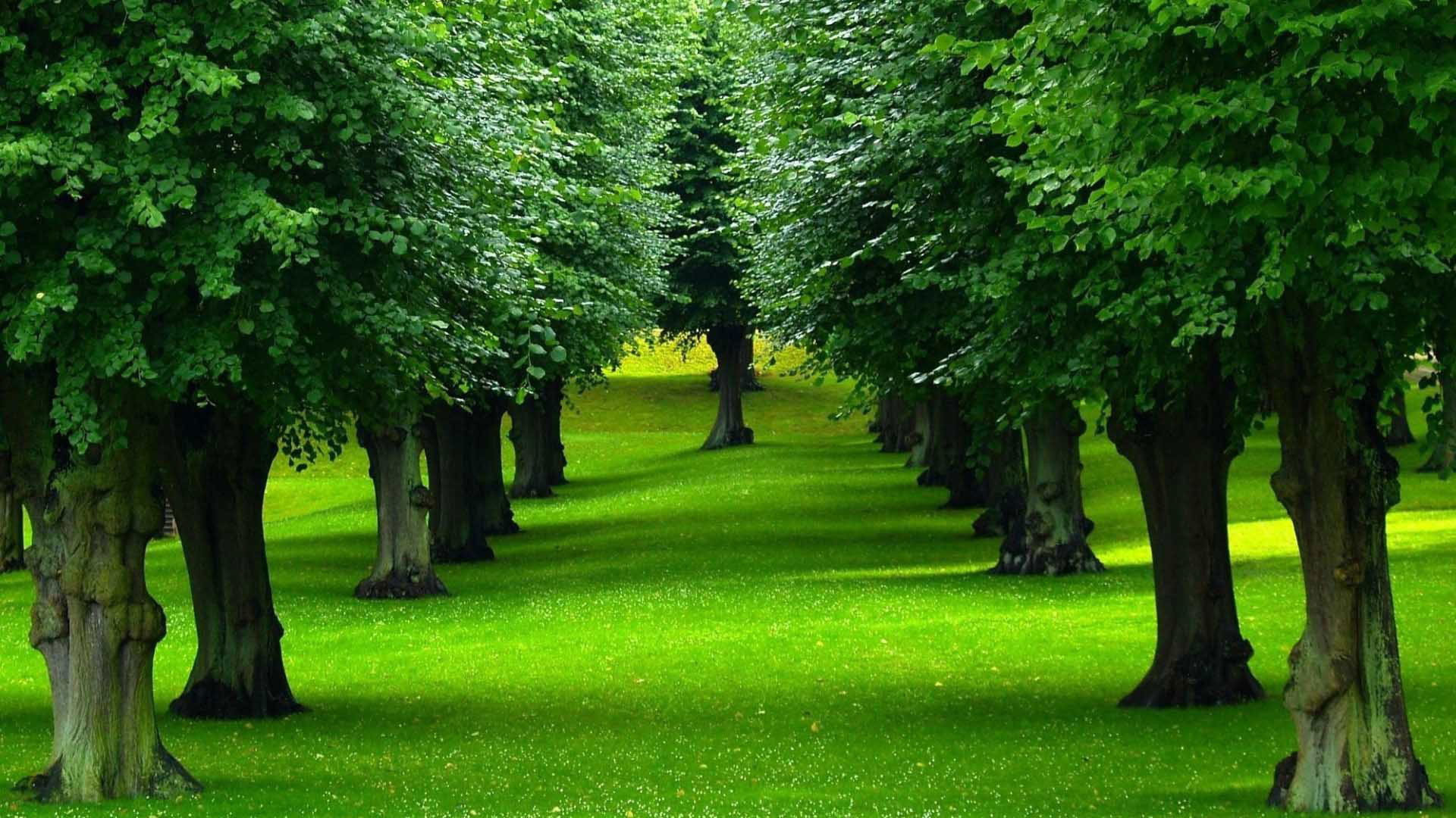 1920x1080 hd pics photos green beautiful trees nature grass desktop background  wallpaper