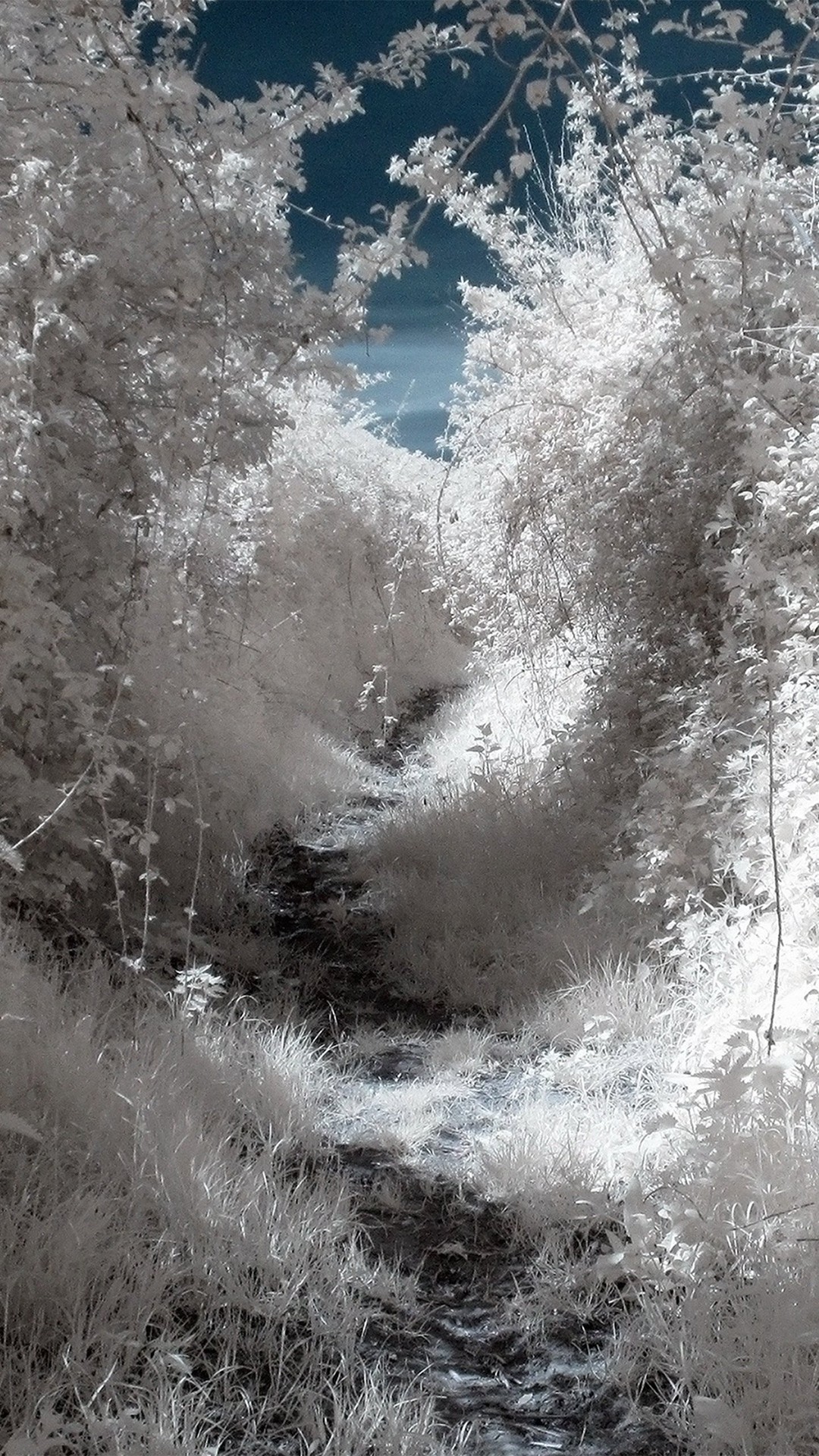 1080x1920 White Wood Mountain Tree Snow Winter Nature iPhone 8 wallpaper