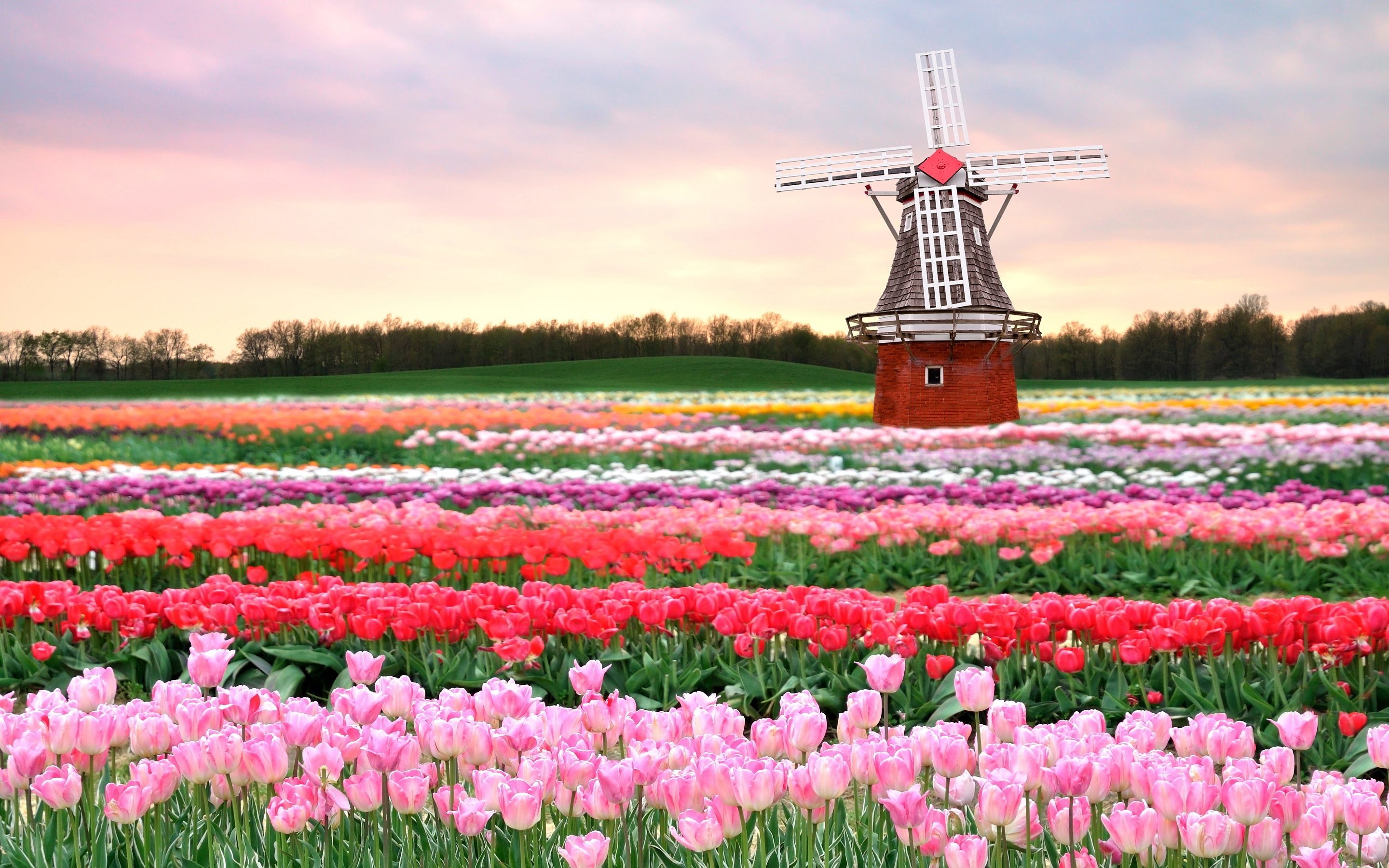 2880x1800 Tulip Fields in Netherlands Wallpaper Of Beautiful Flowers