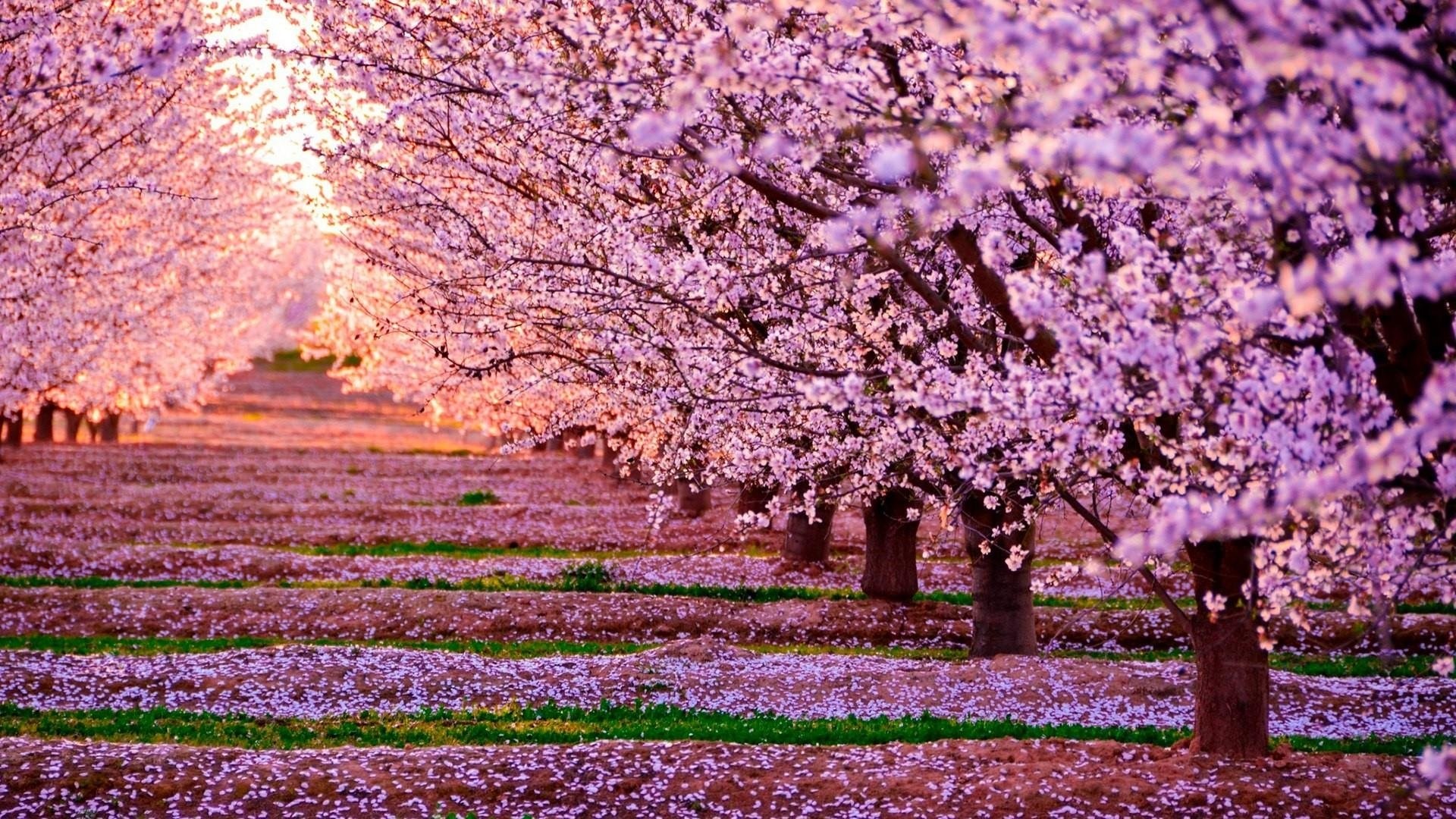 1920x1080 Beautiful Cherry Blossom Wallpapers. desktop ...