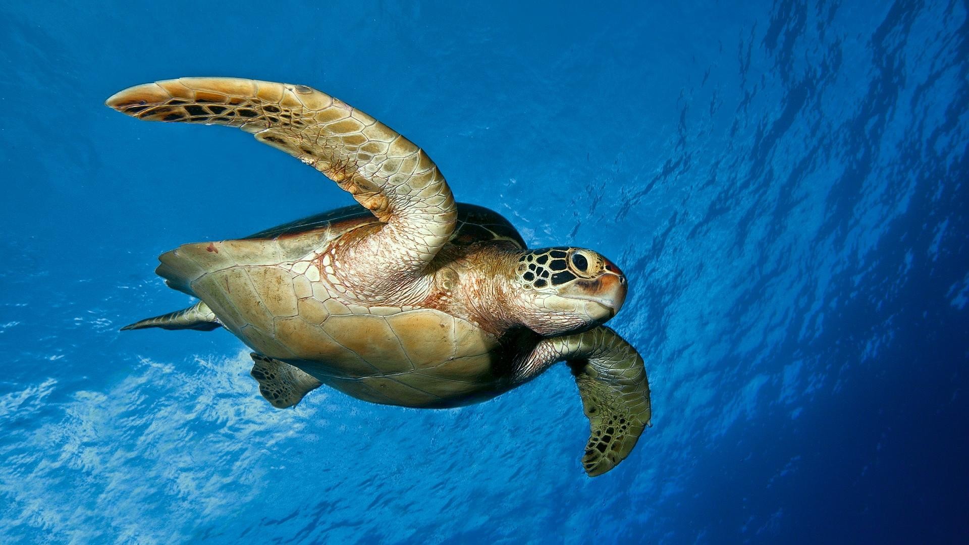 Sea Turtles Desktop Wallpaper.