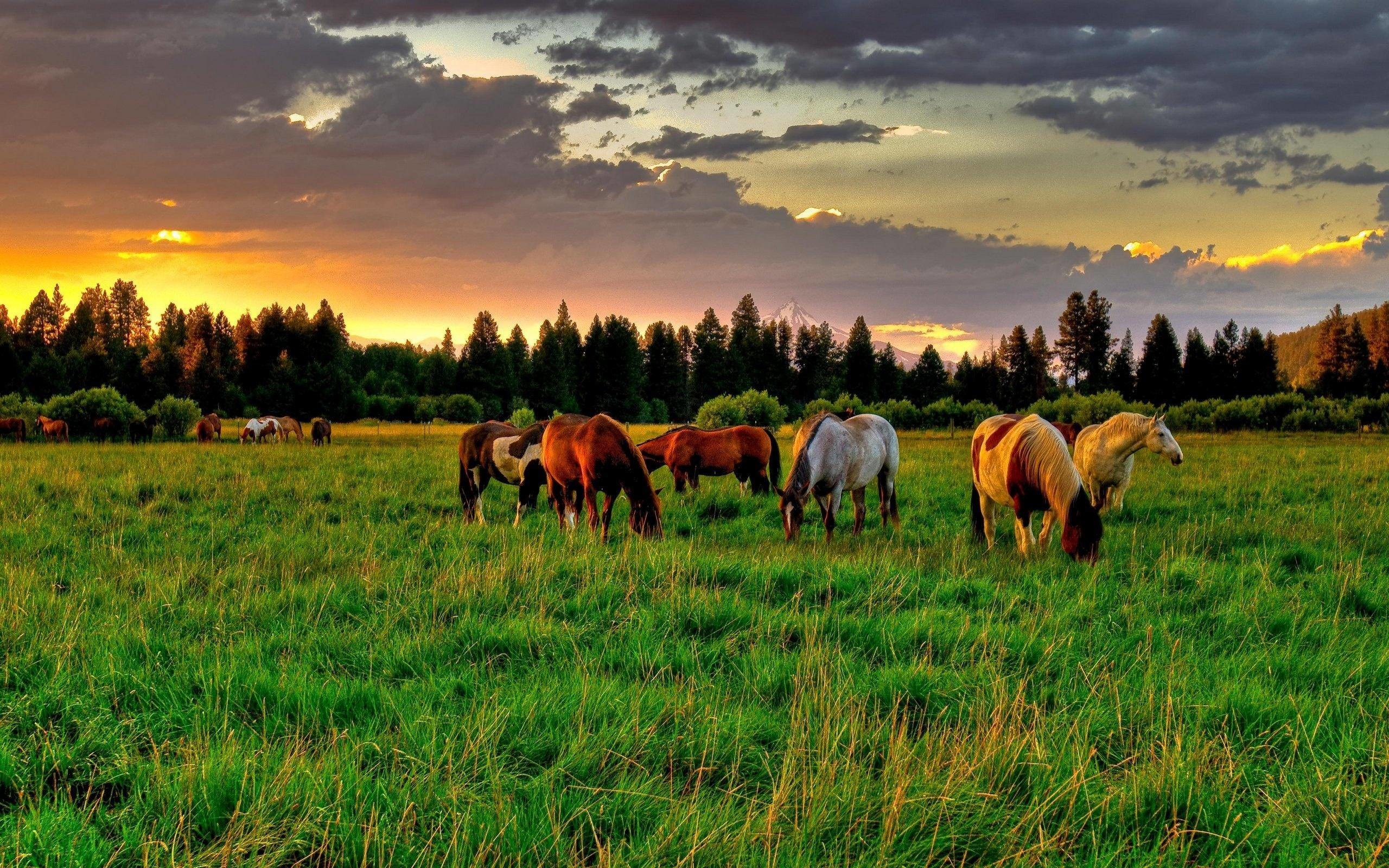 2560x1600 Download Free  Horses grazing at sunrise Desktop .